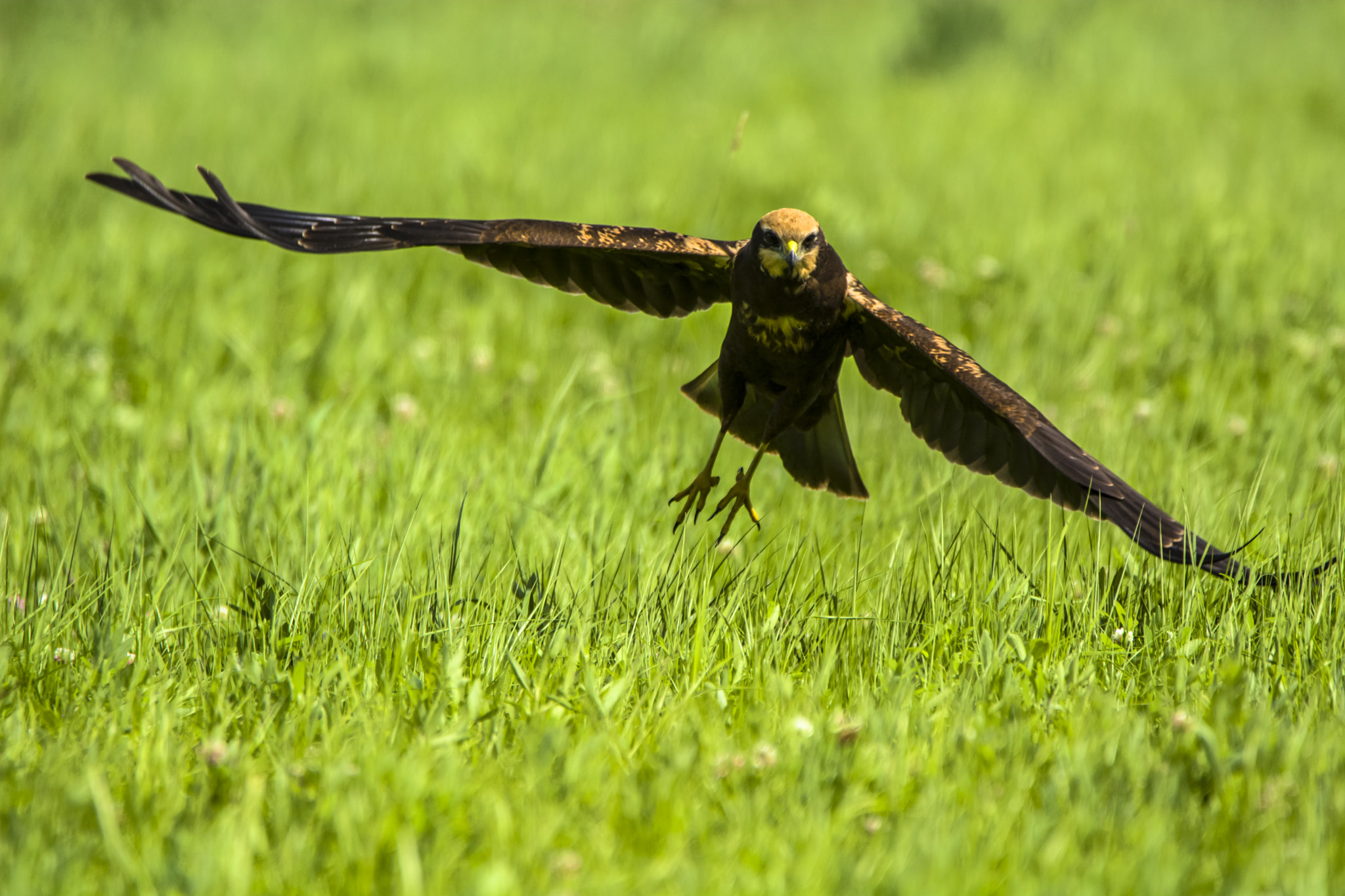 Nikon D7100 sample photo. Błotniak stawowy (circus aeruginosus) photography