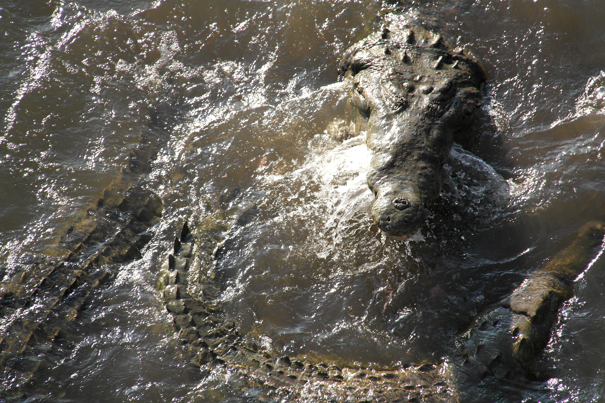 Samsung NX200 sample photo. Hungry crocodiles photography