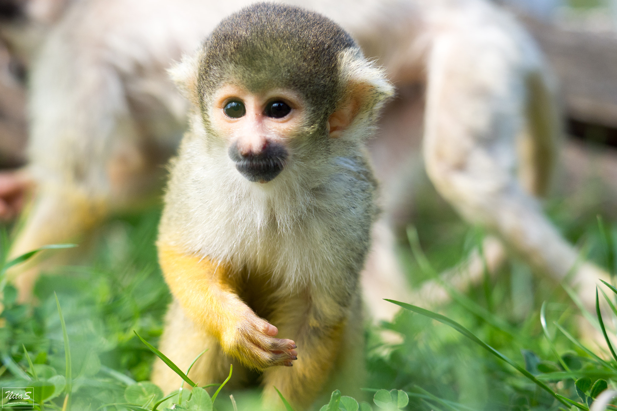 Olympus OM-D E-M1 Mark II + Olympus M.Zuiko Digital ED 40-150mm F2.8 Pro sample photo. Monkey photography