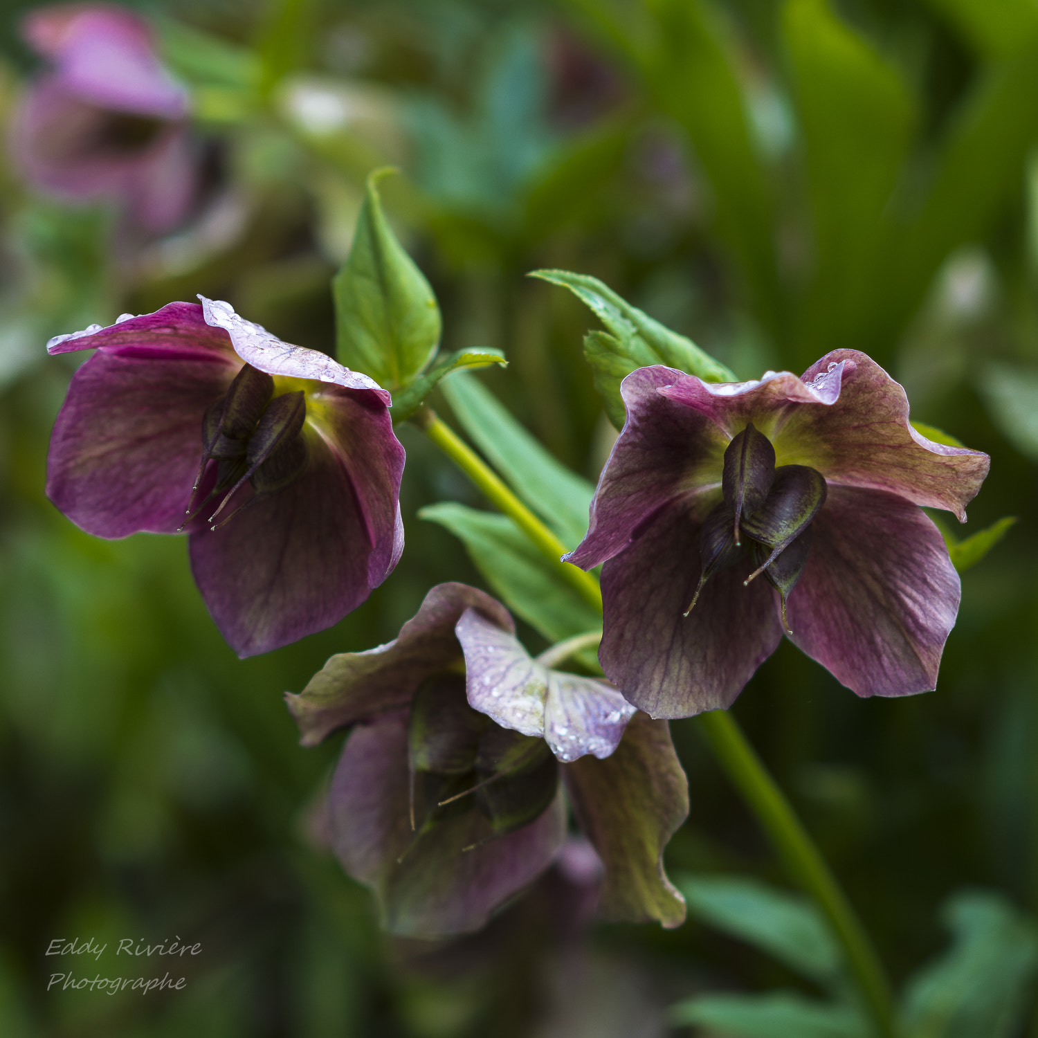 AF DC-Nikkor 135mm f/2D sample photo. Hellebores photography