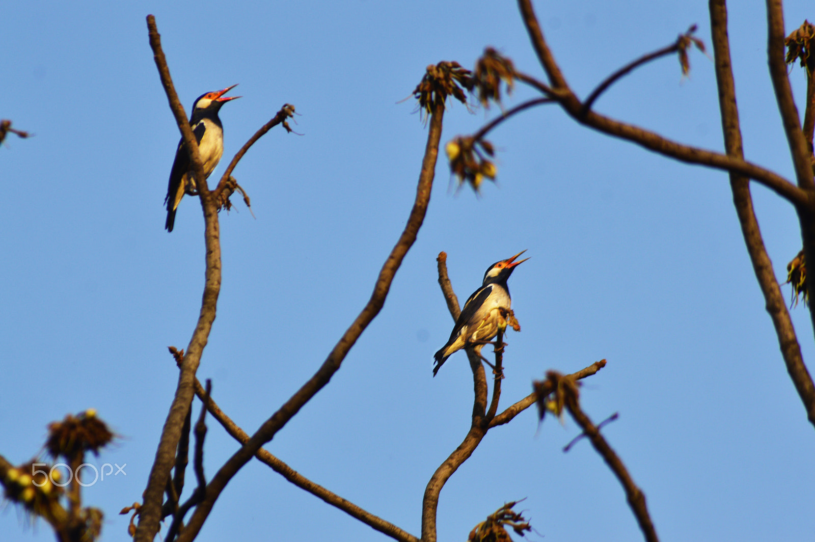 Nikon AF Nikkor 70-300mm F4-5.6G sample photo. Bird photography