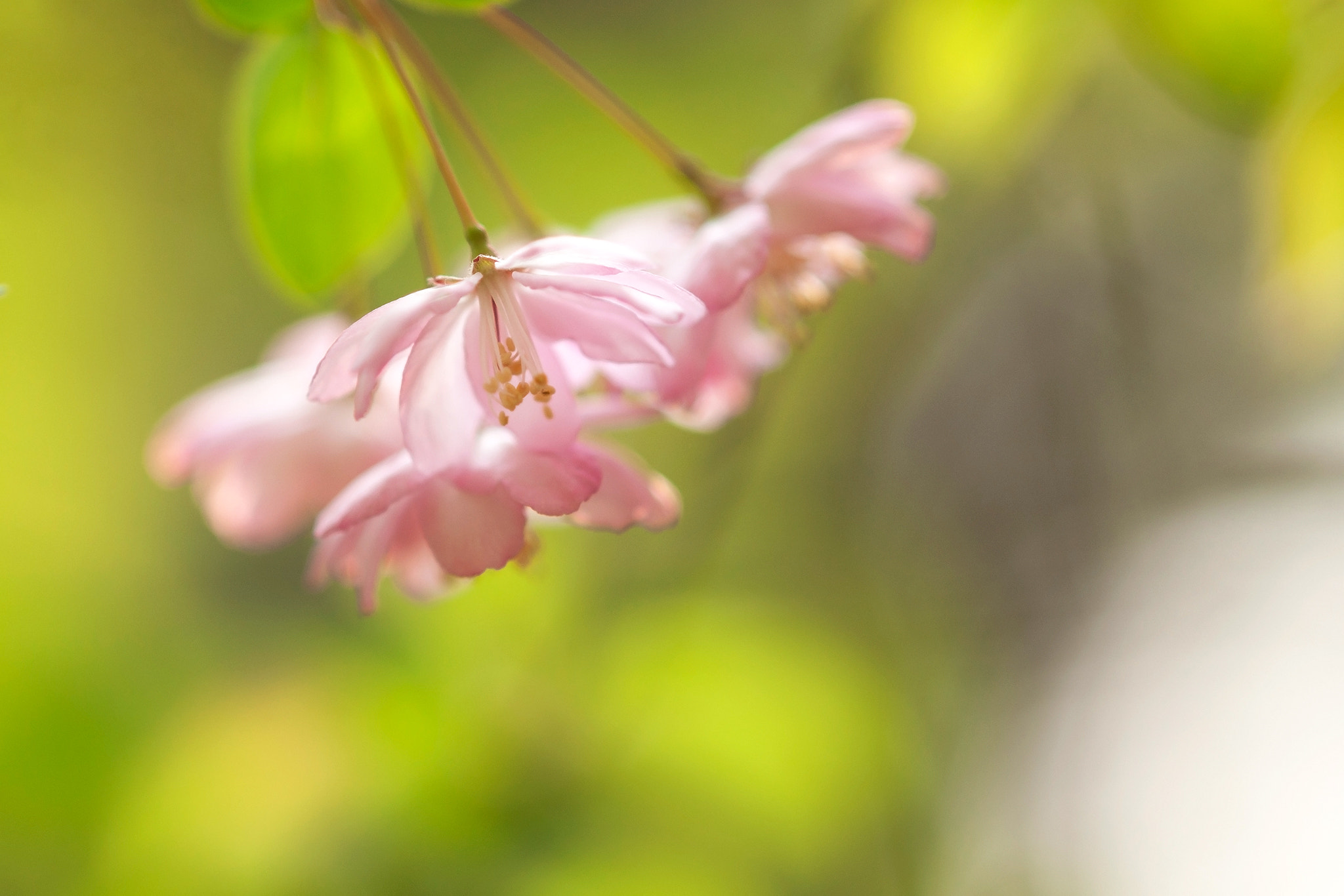 Sony Sonnar T* 135mm F1.8 ZA sample photo. Malus halliana koehne photography