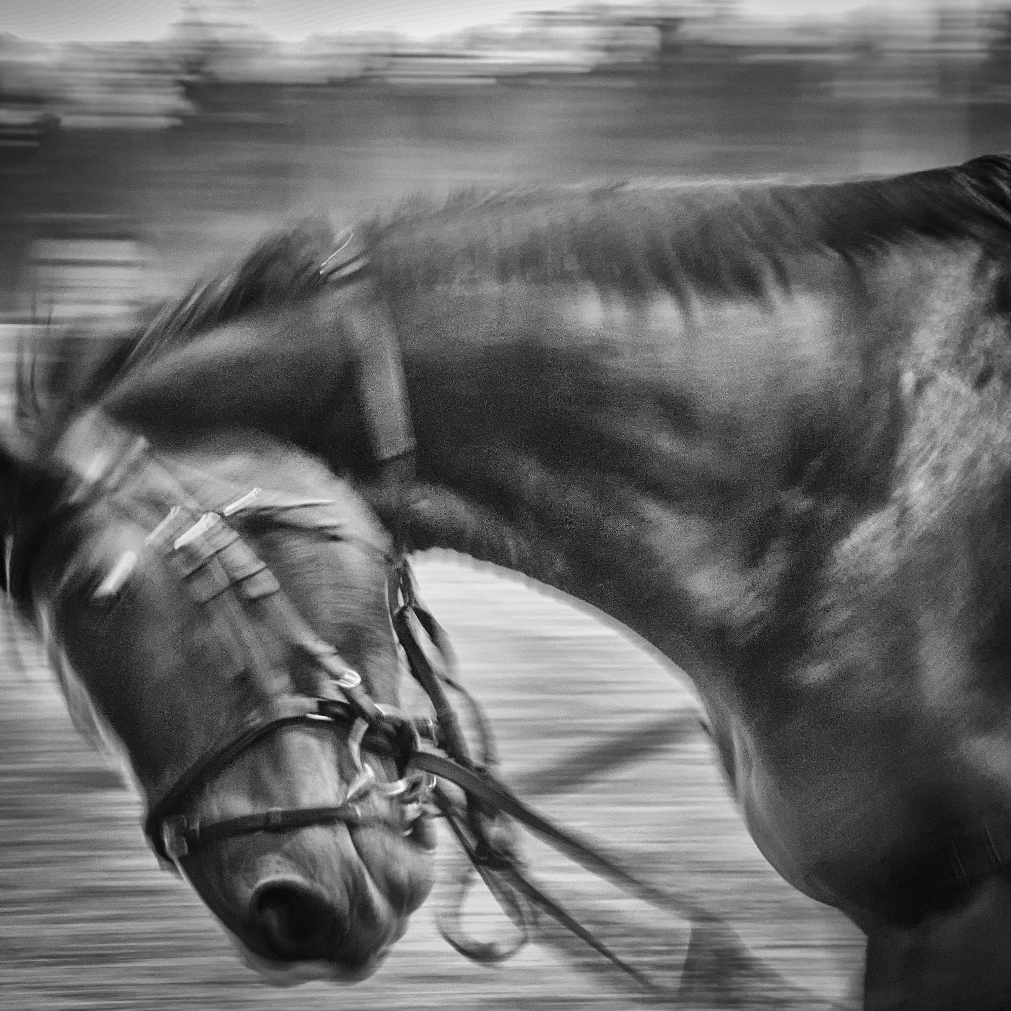 Nikon D3 sample photo. Horse in motion photography