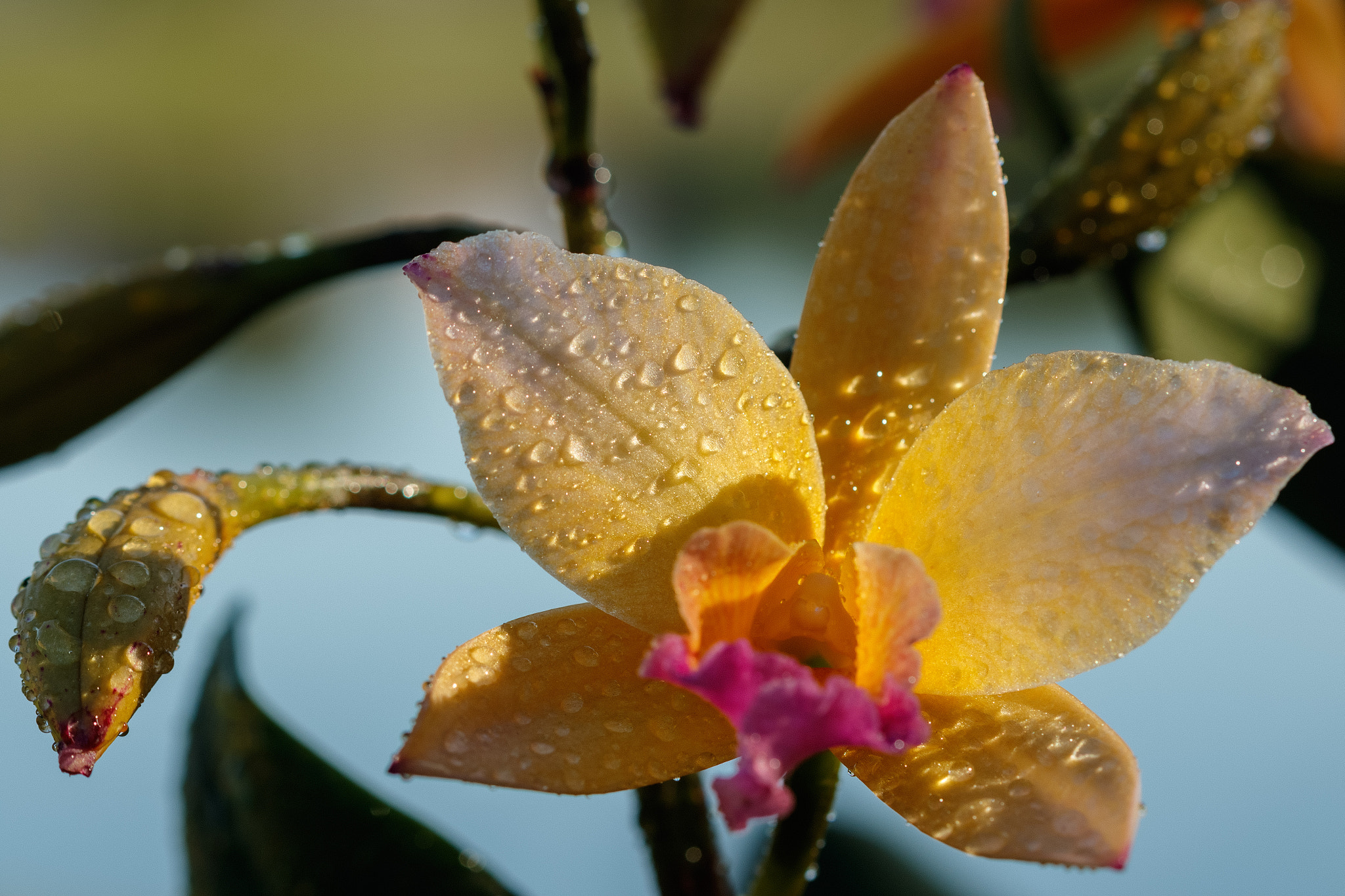 Canon EF 100mm F2.8 Macro USM sample photo. Orchid photography