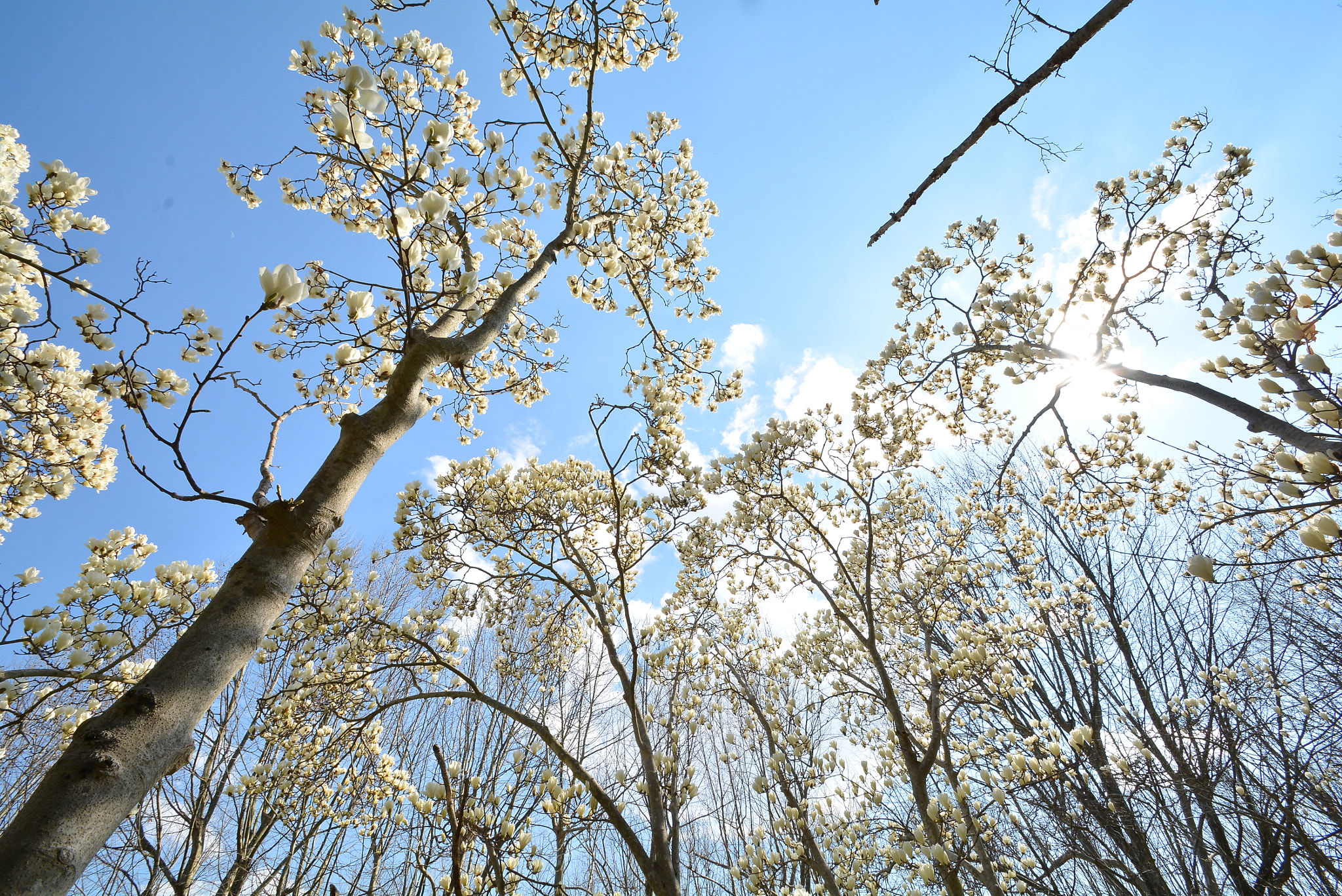Nikon D7100 sample photo. Magnolia photography