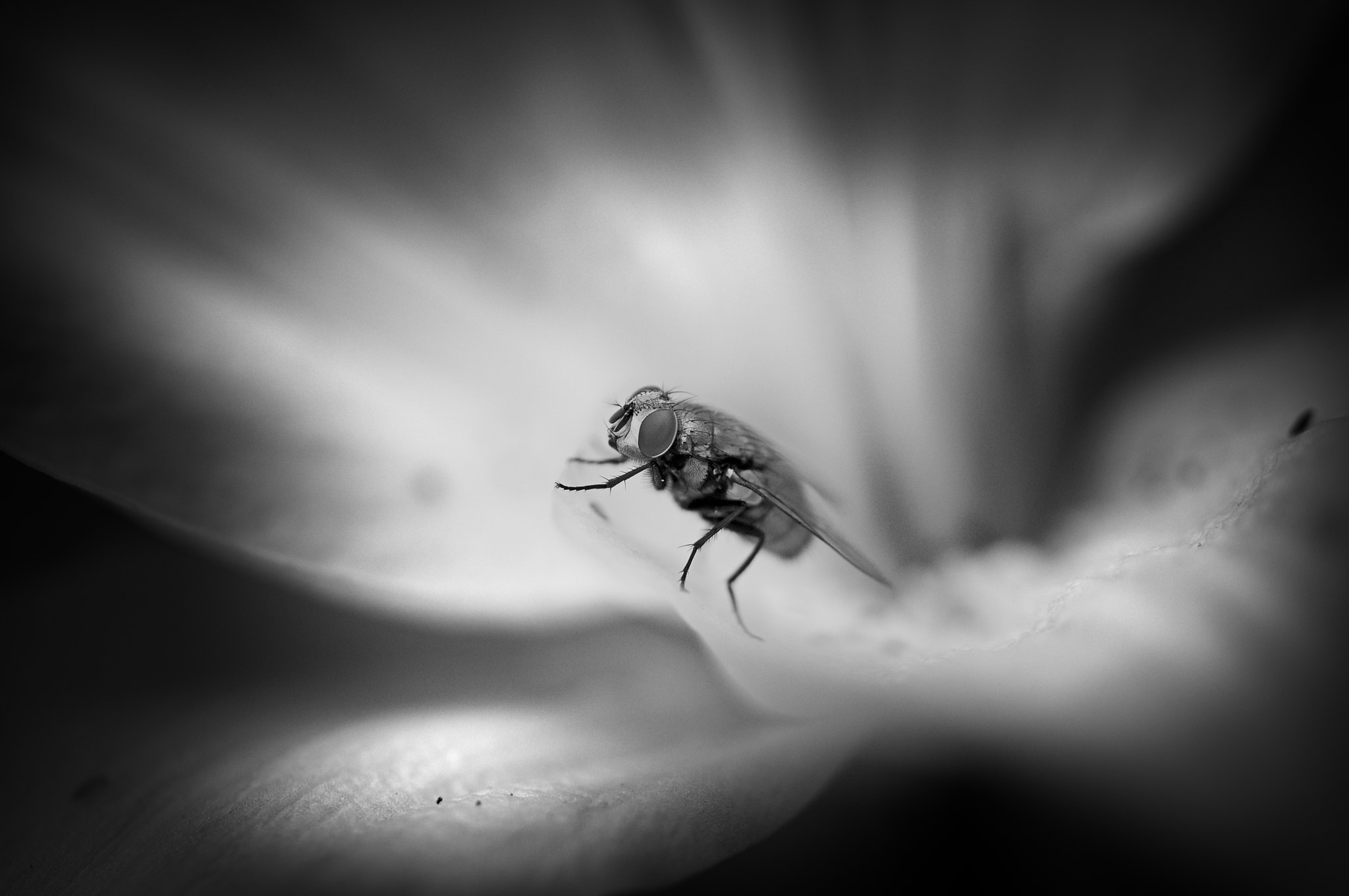 Nikon D5000 sample photo. Come fly with me photography