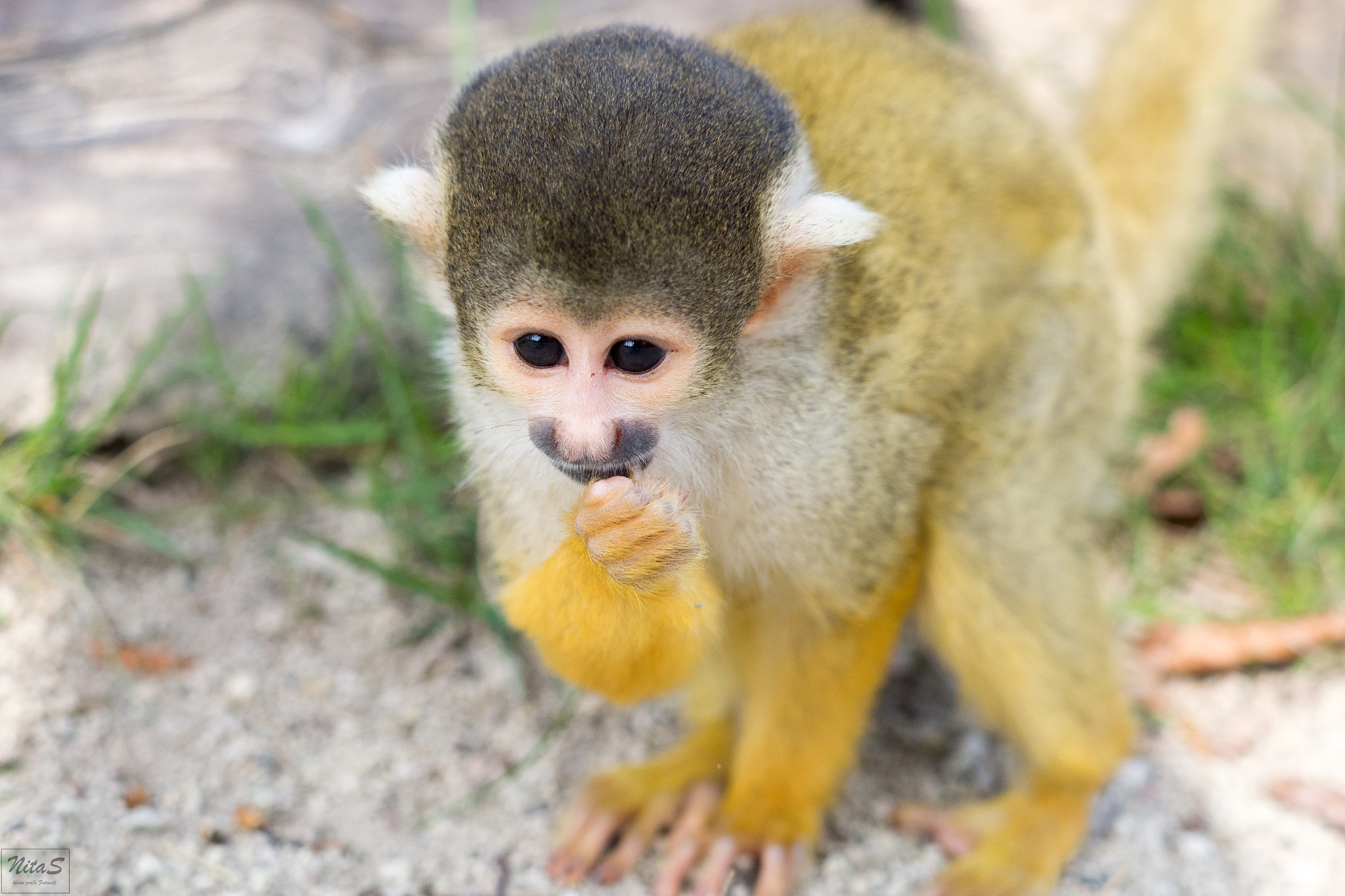 Olympus OM-D E-M1 Mark II + Olympus M.Zuiko Digital ED 40-150mm F2.8 Pro sample photo. Monkey photography