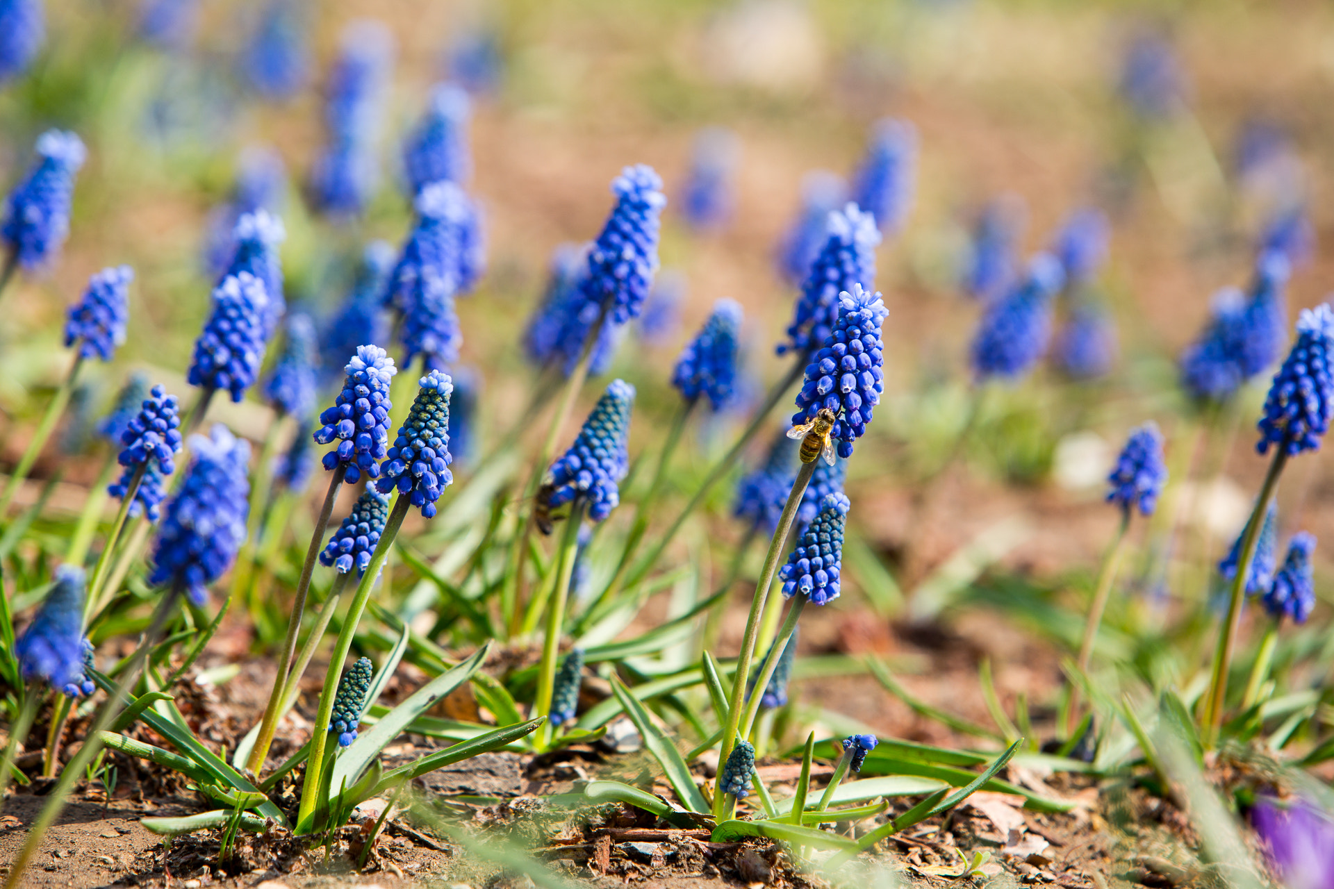 Canon EF 70-200mm F2.8L IS USM sample photo. Bee photography