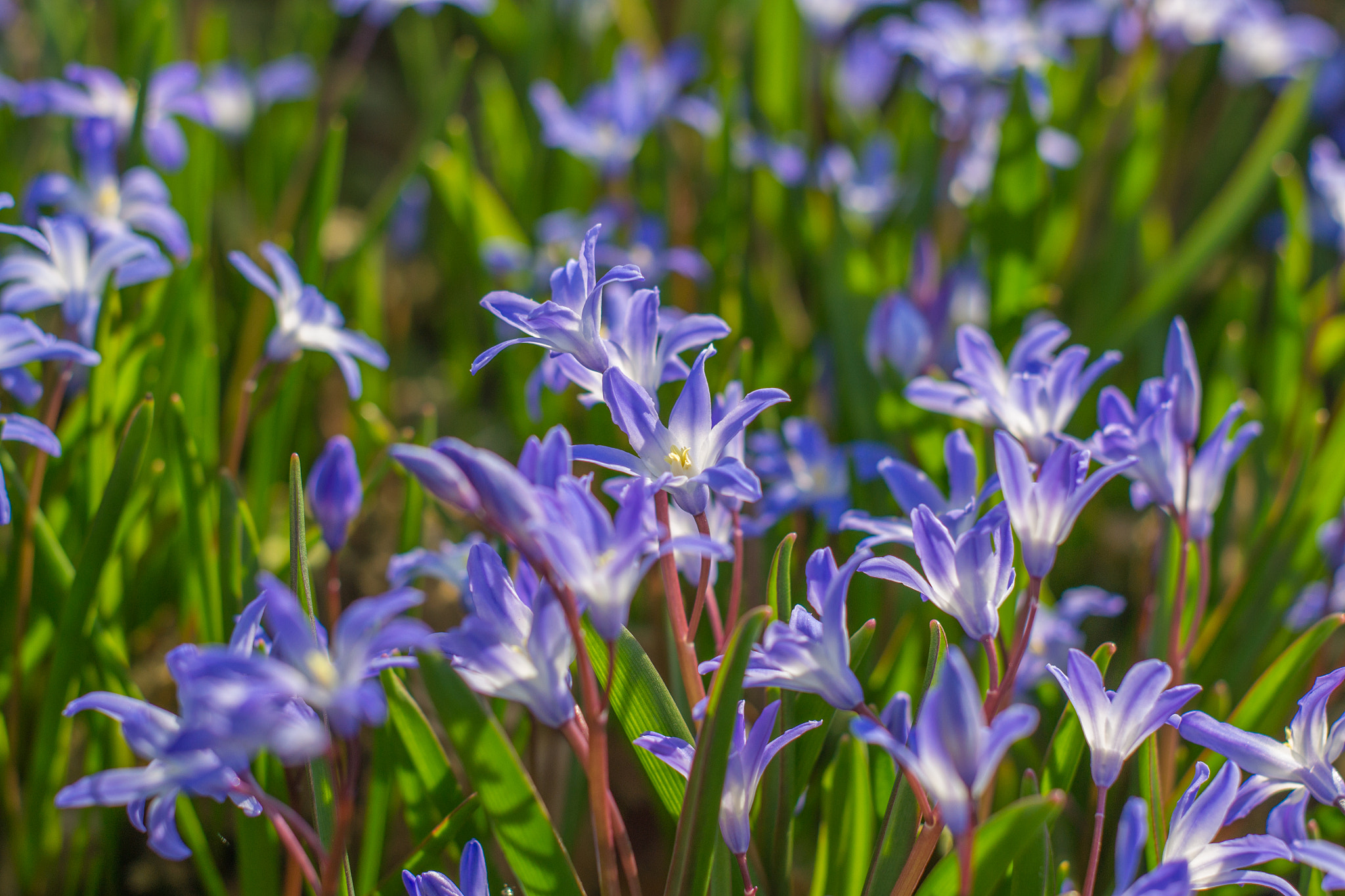 Nikon D3100 sample photo. Flowers photography