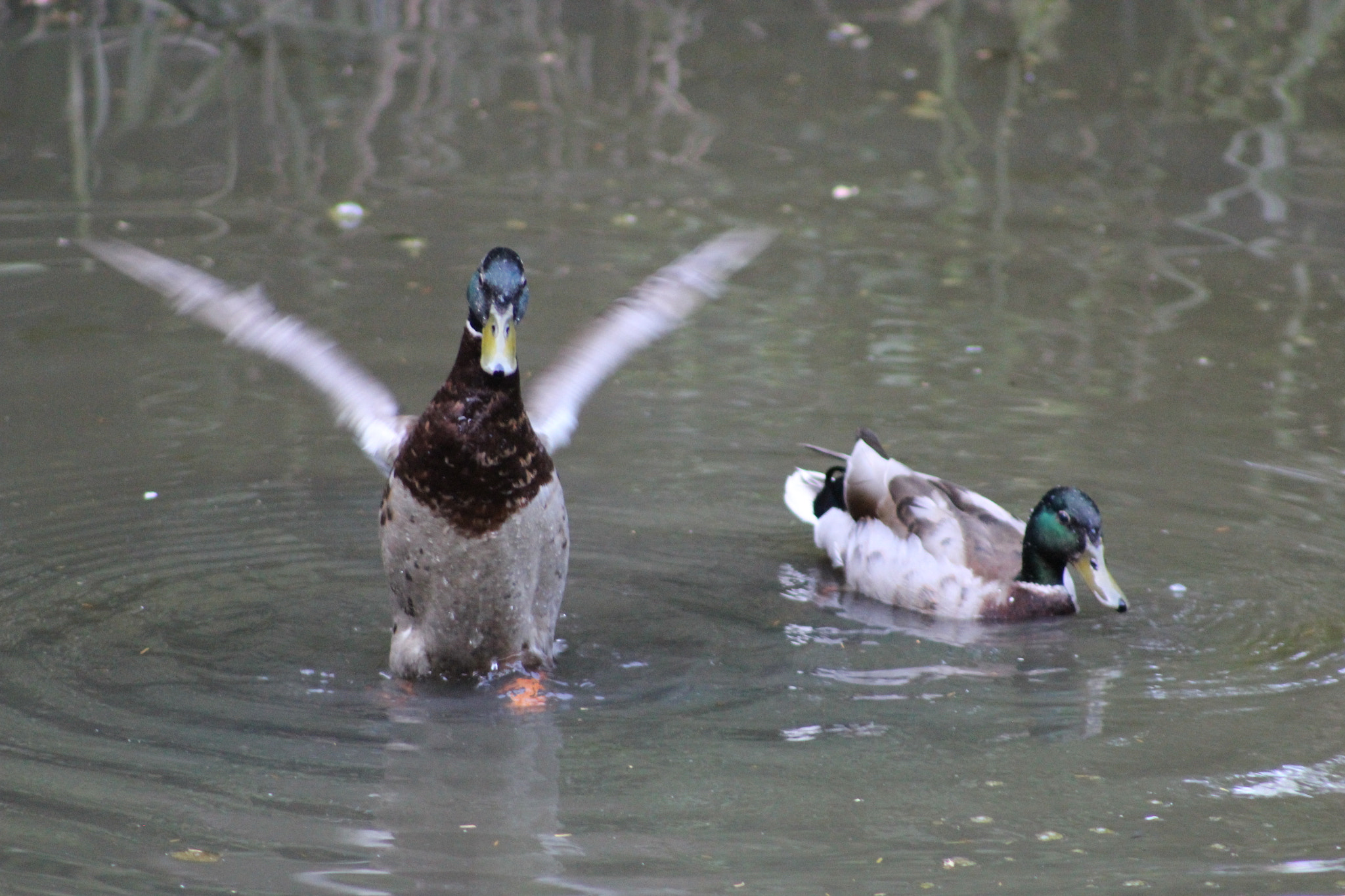 Canon EOS 600D (Rebel EOS T3i / EOS Kiss X5) sample photo. Duck flapping wings photography