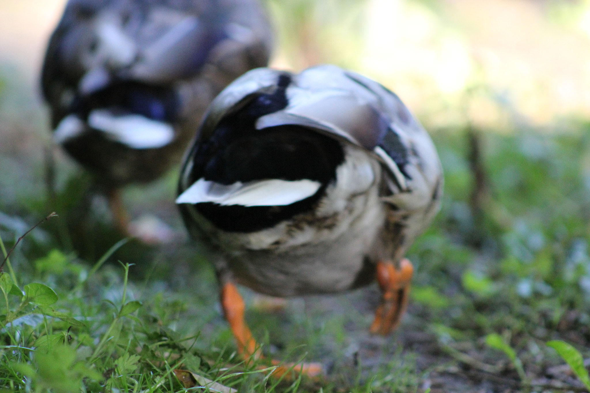 Canon EOS 600D (Rebel EOS T3i / EOS Kiss X5) + EF75-300mm f/4-5.6 sample photo. Ducks fleeing photography
