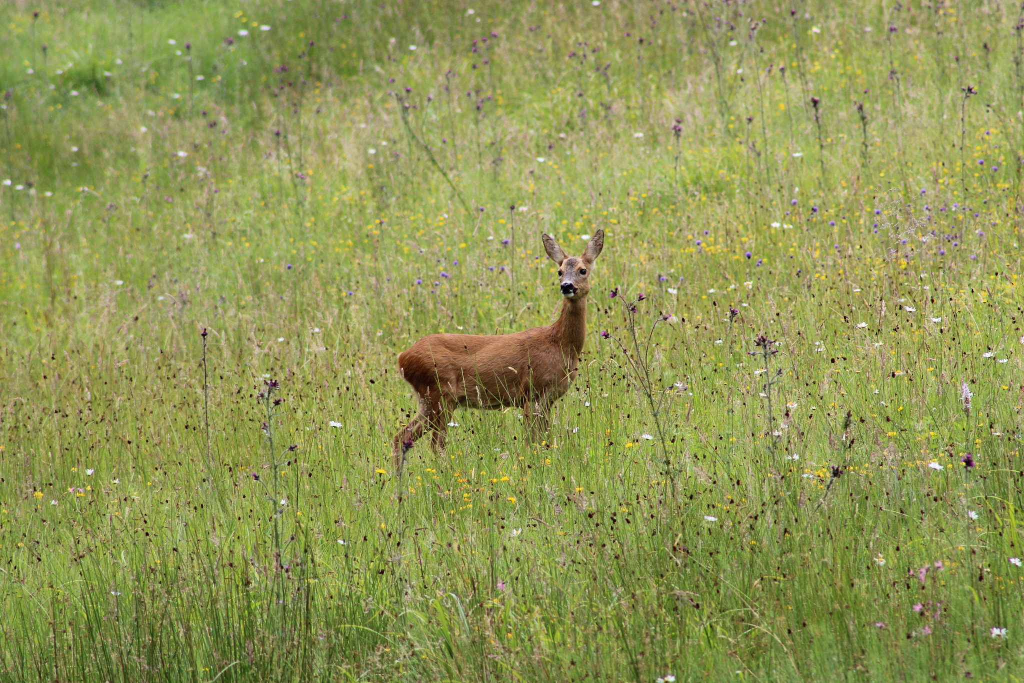 Canon EOS 600D (Rebel EOS T3i / EOS Kiss X5) sample photo. Deer in beautiful flowers photography