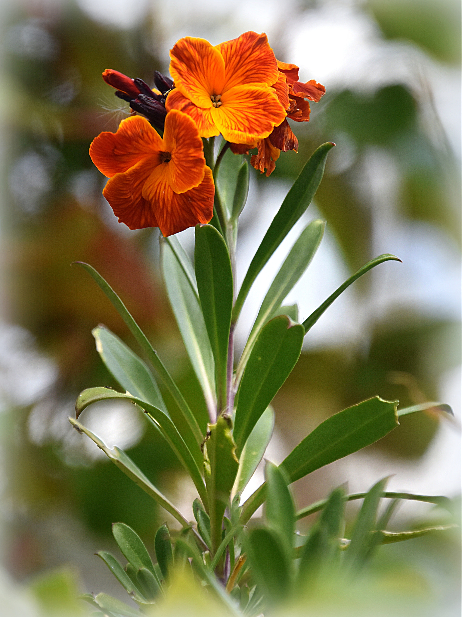 Nikon D7200 sample photo. "fleur" photography