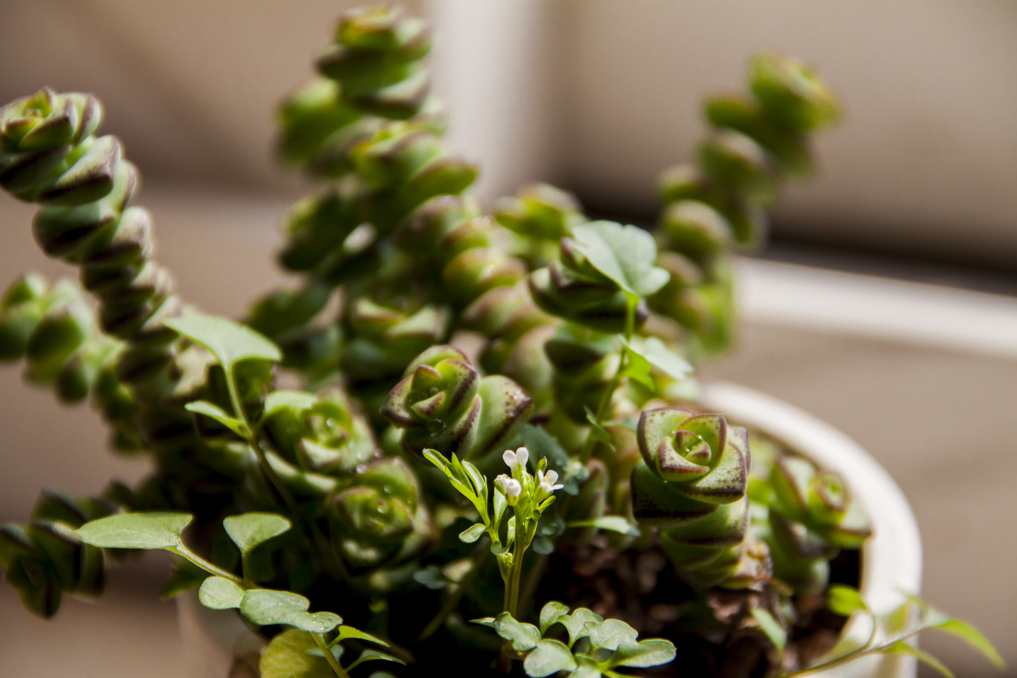 Canon EOS 50D + Sigma 18-200mm f/3.5-6.3 DC OS sample photo. Crassula marnieriana photography