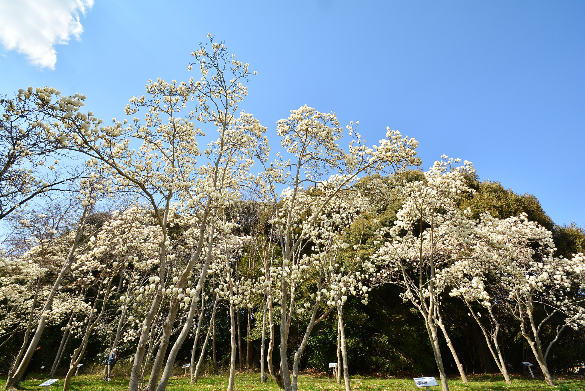 Nikon D7100 sample photo. Magnolia photography