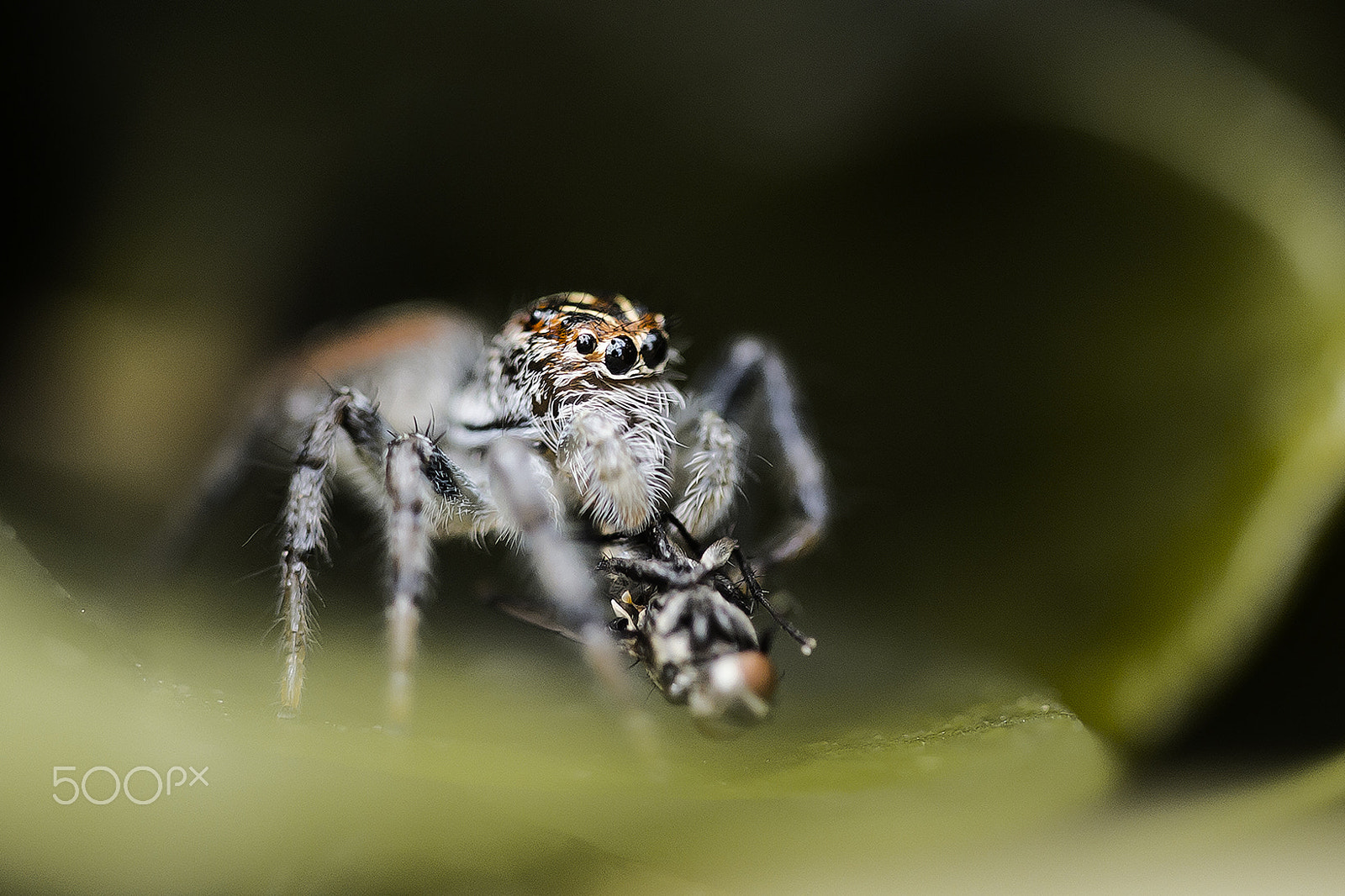 Canon EF 100mm F2.8 Macro USM sample photo. Hora do lanche - snack time photography