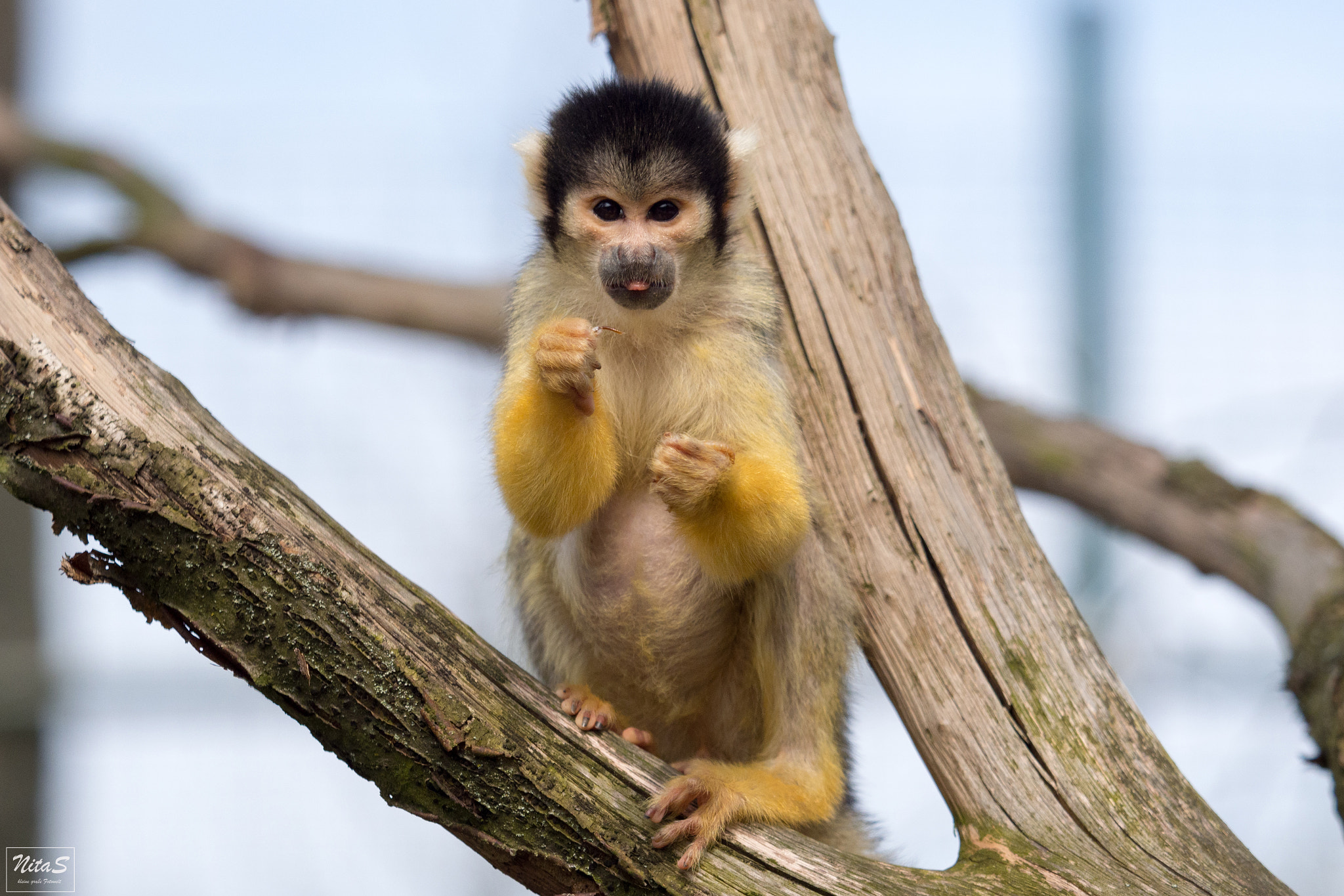 Olympus OM-D E-M1 Mark II + Olympus M.Zuiko Digital ED 40-150mm F2.8 Pro sample photo. Monkey photography