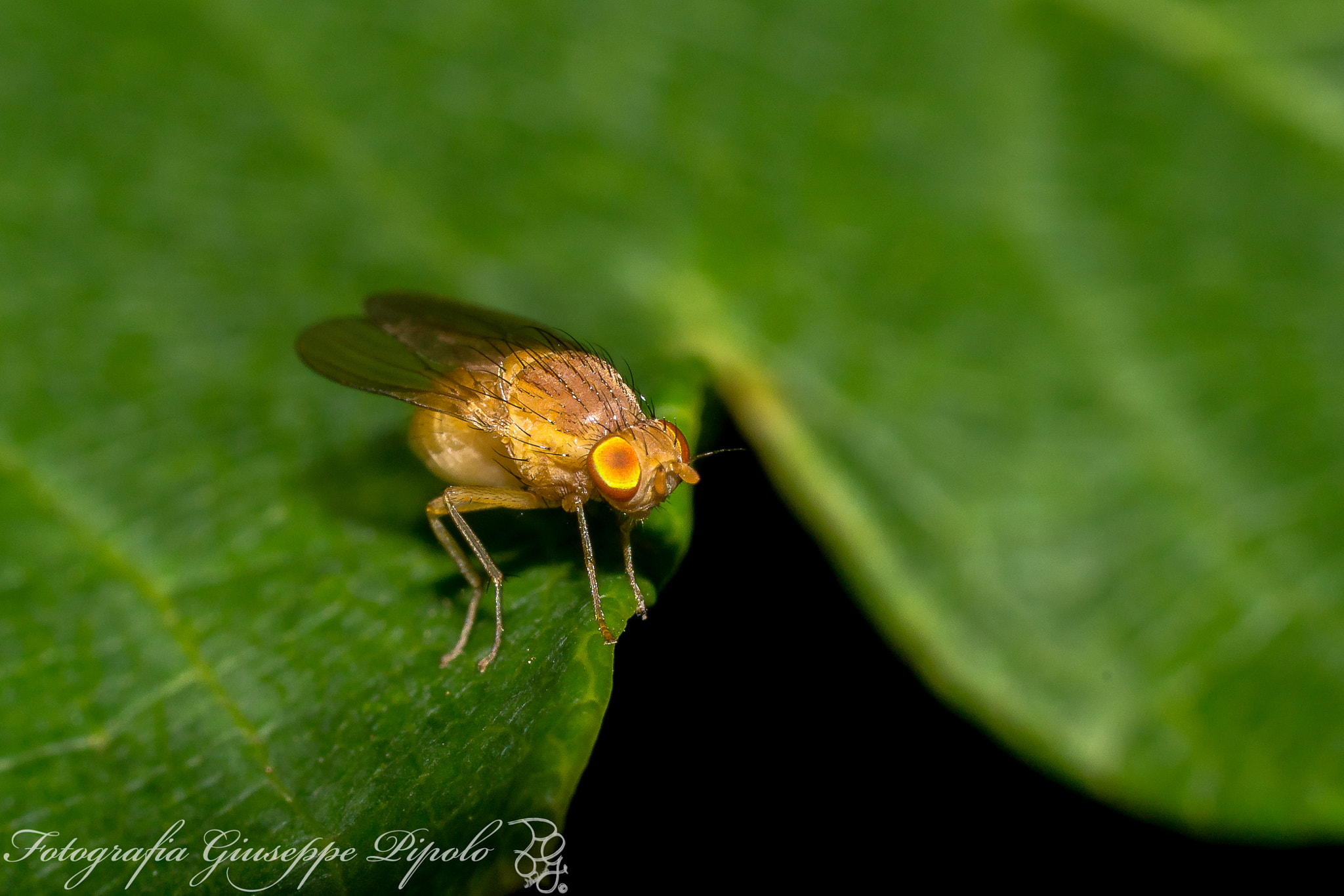 Sony SLT-A77 + Tamron SP AF 90mm F2.8 Di Macro sample photo. Meiosimyza platycephala photography