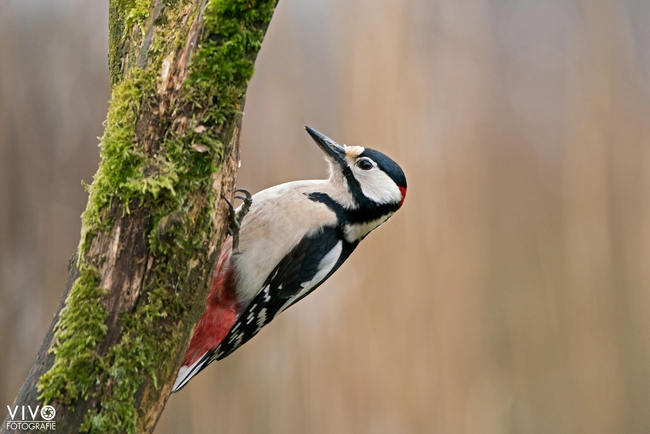 Sony a99 II sample photo. Great spotted woodpecker photography