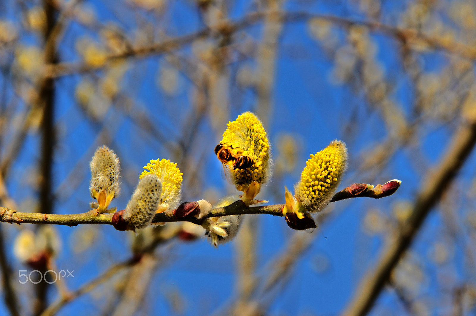 Canon EF-S 18-200mm F3.5-5.6 IS sample photo. Spring photography