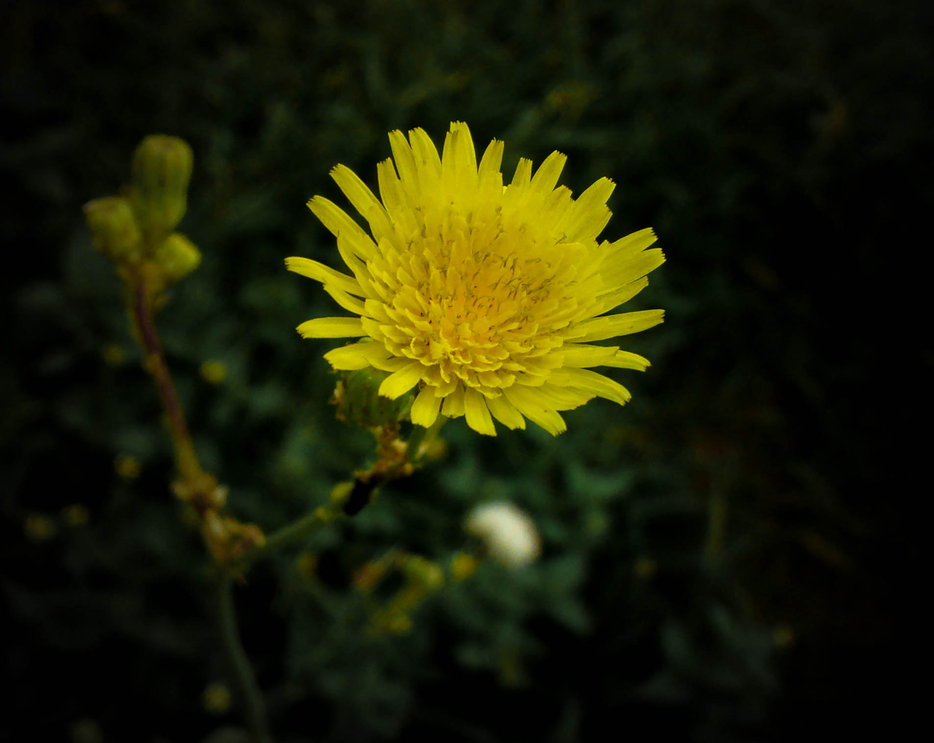 Motorola Moto G (1st Gen) sample photo. Flower  photography