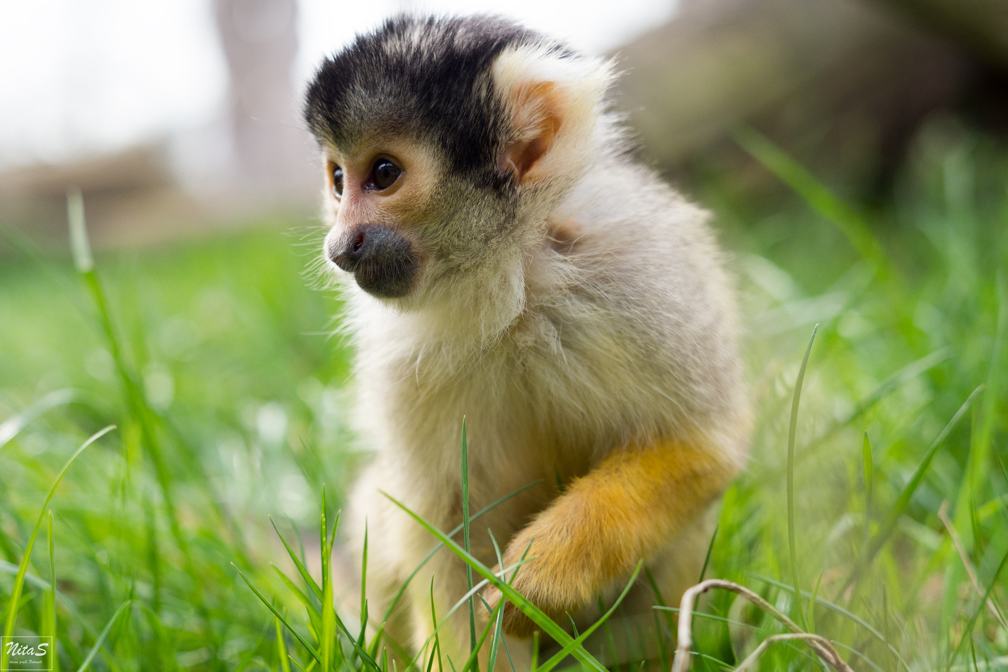 Olympus OM-D E-M1 Mark II + Olympus M.Zuiko Digital ED 40-150mm F2.8 Pro sample photo. Monkey photography