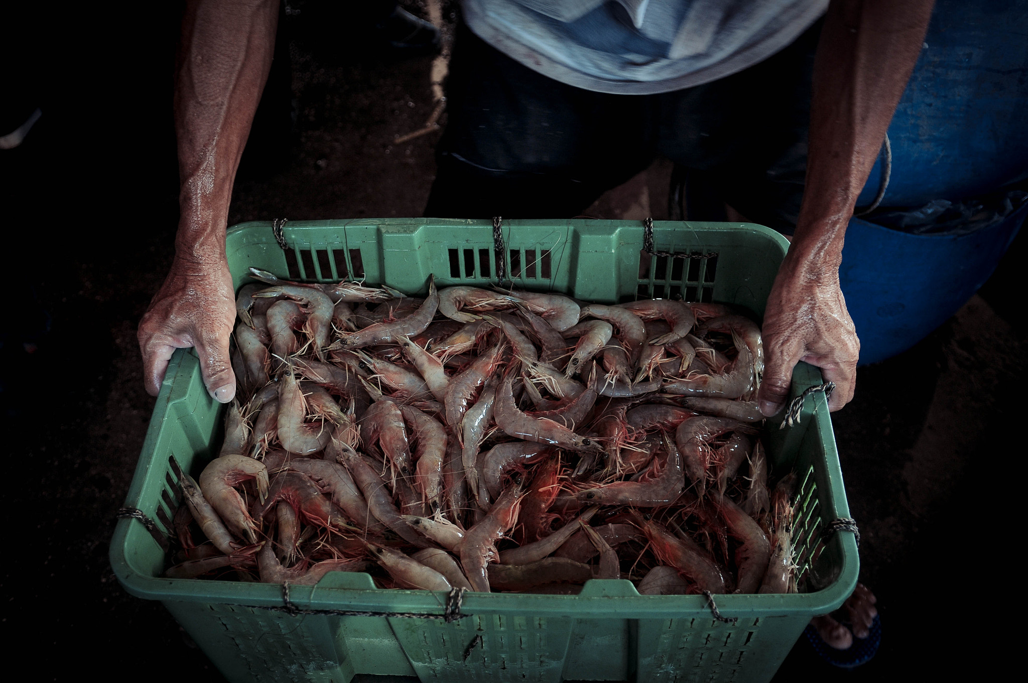 Nikon D300S sample photo. Fresh prawn photography