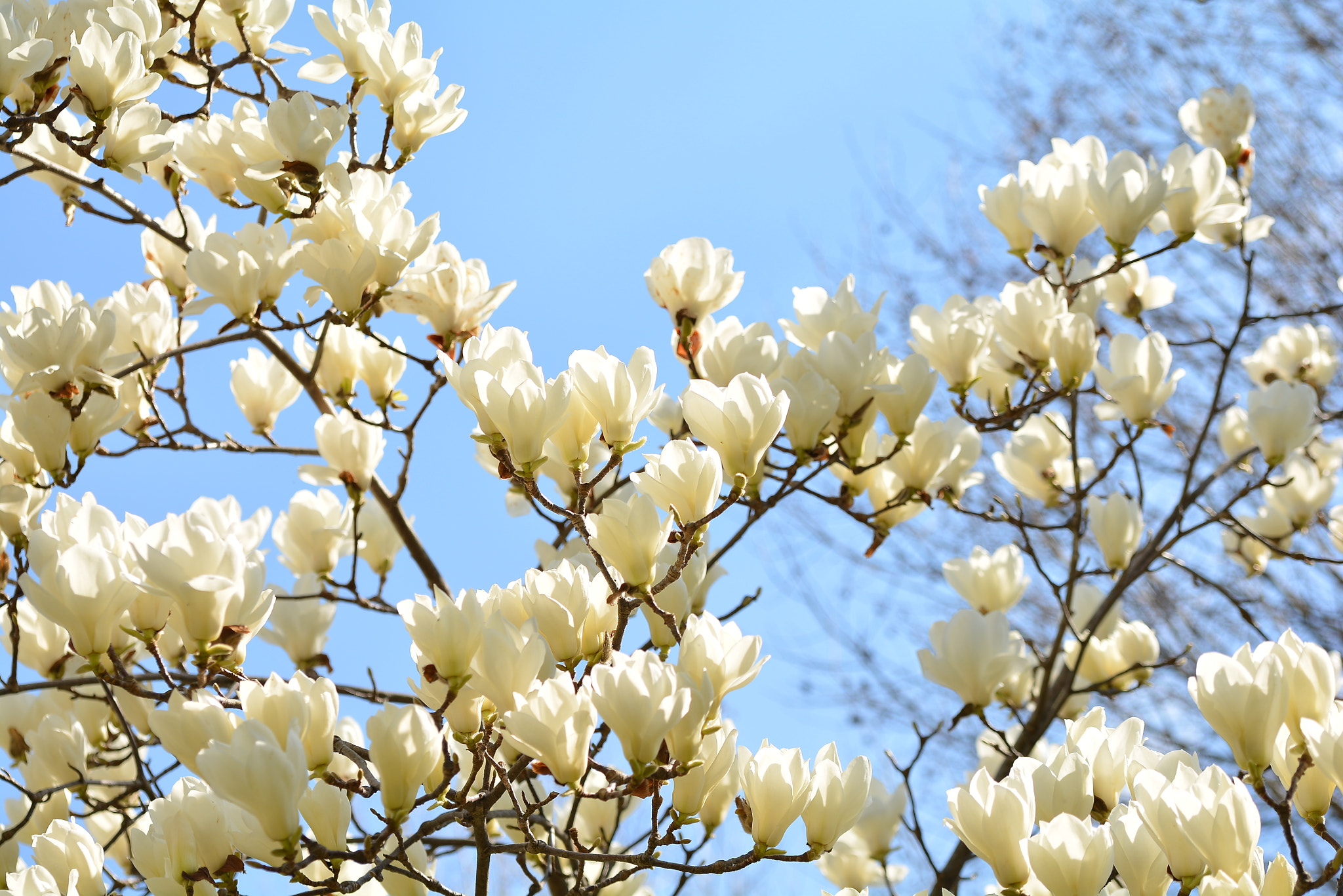 Nikon D7100 sample photo. Magnolia photography