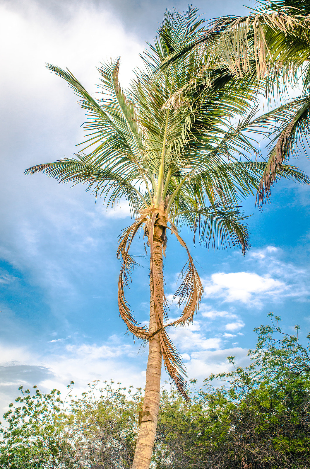 Nikon D7000 sample photo. Coconut tree photography