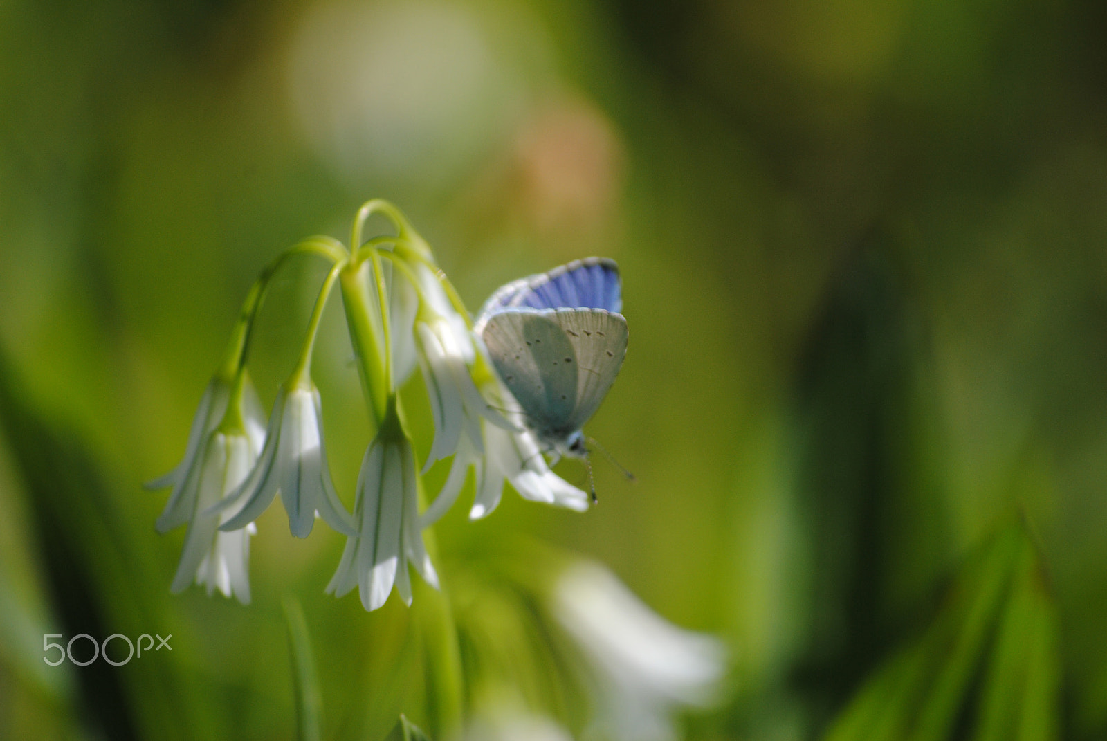Nikon D3000 sample photo. Bb photography