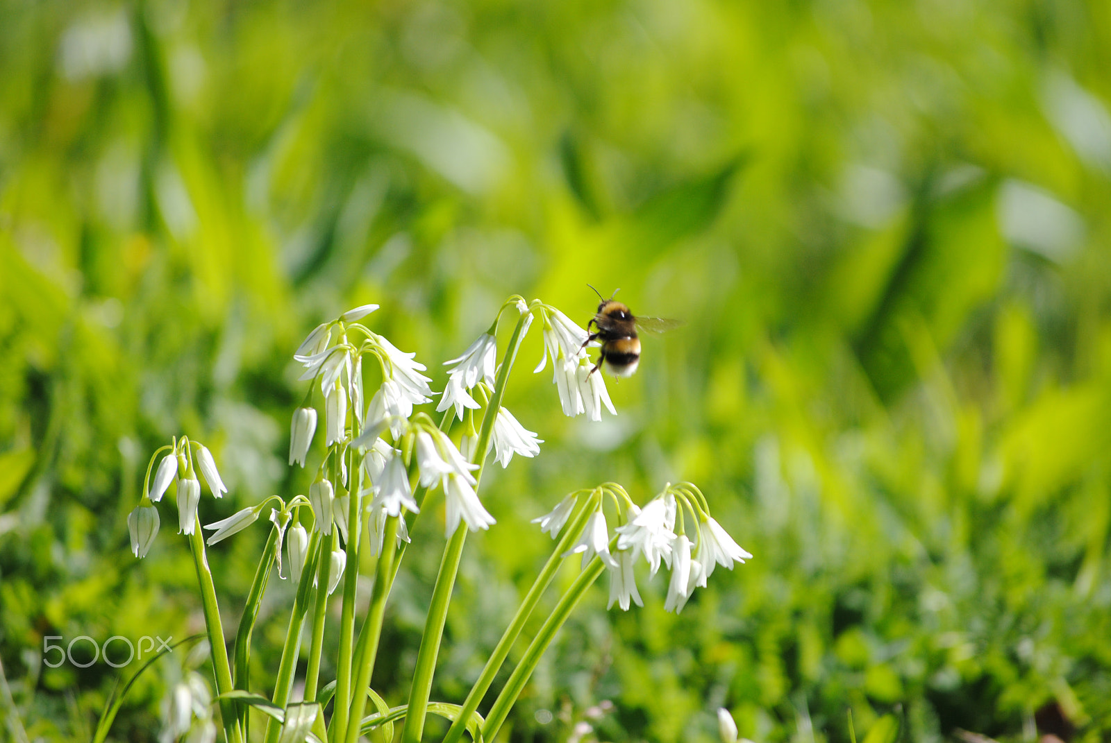 Nikon D3000 sample photo. Be bee photography