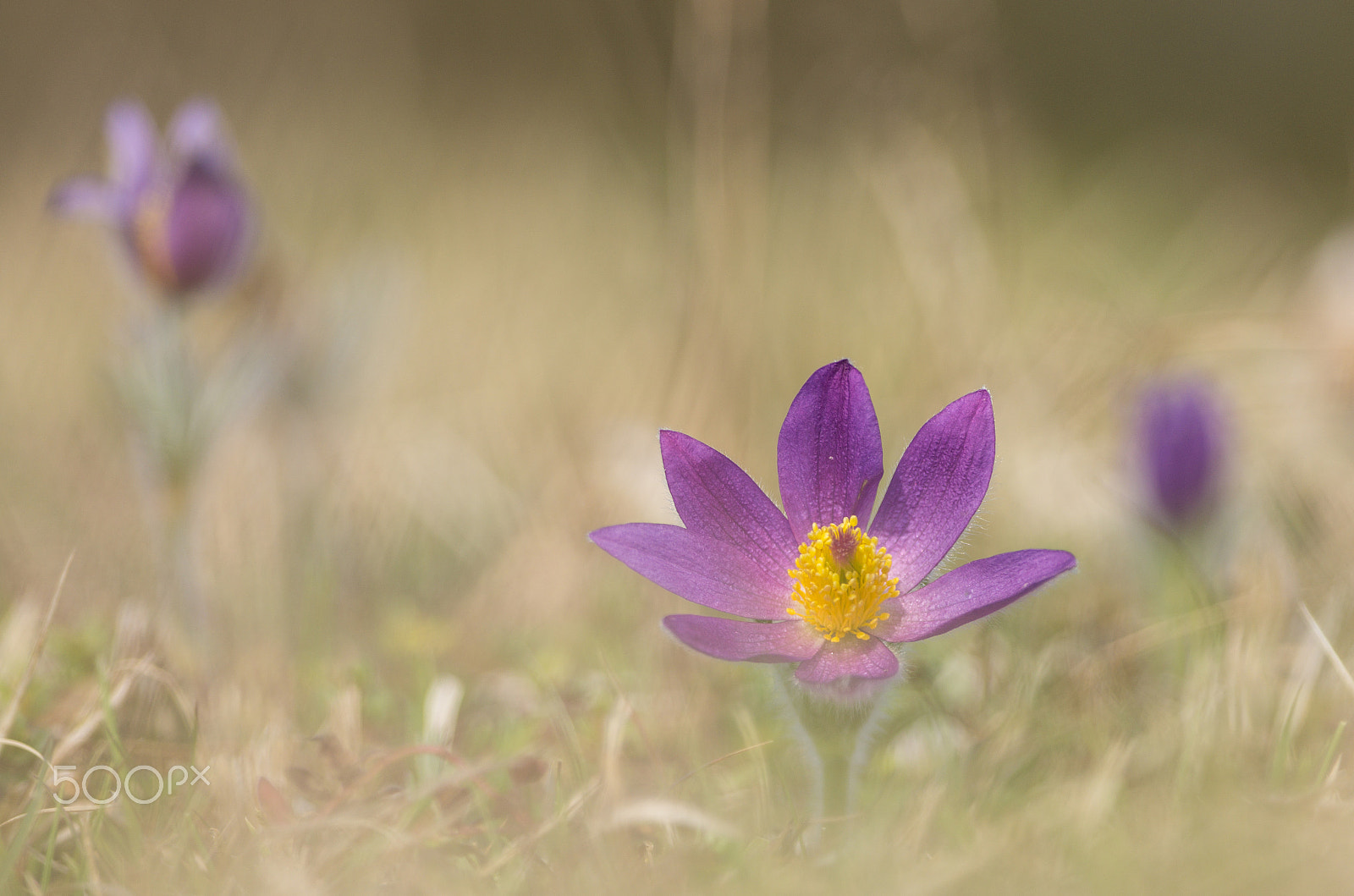 Pentax smc DA* 300mm F4.0 ED (IF) SDM sample photo. Küchenschelle photography