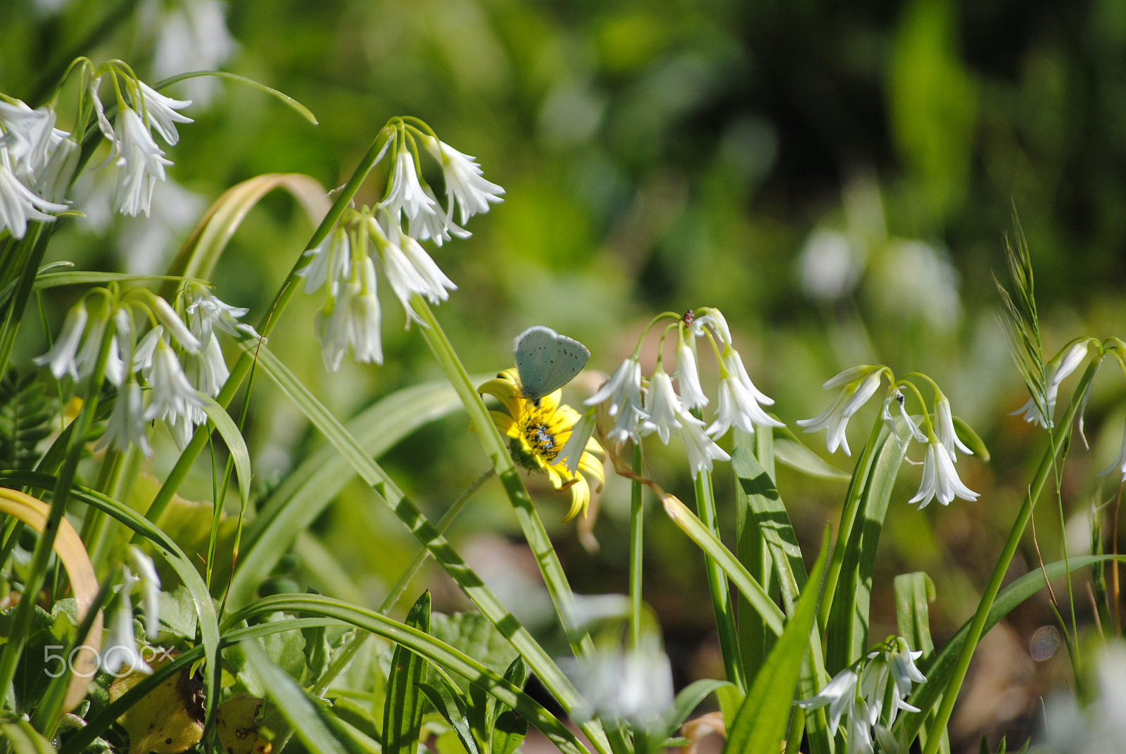 Nikon D3000 sample photo. Bb photography