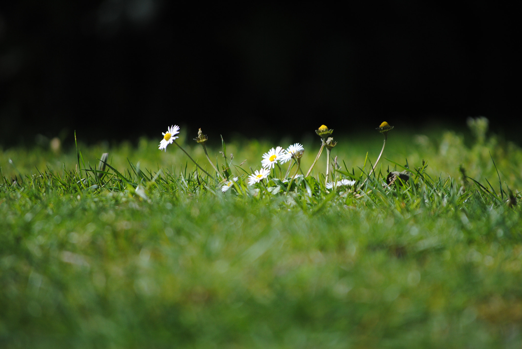 Nikon D3000 sample photo. From the roots photography