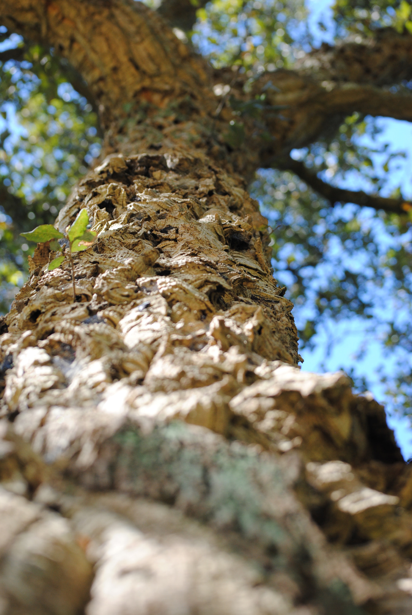 Nikon D3000 sample photo. From the roots photography
