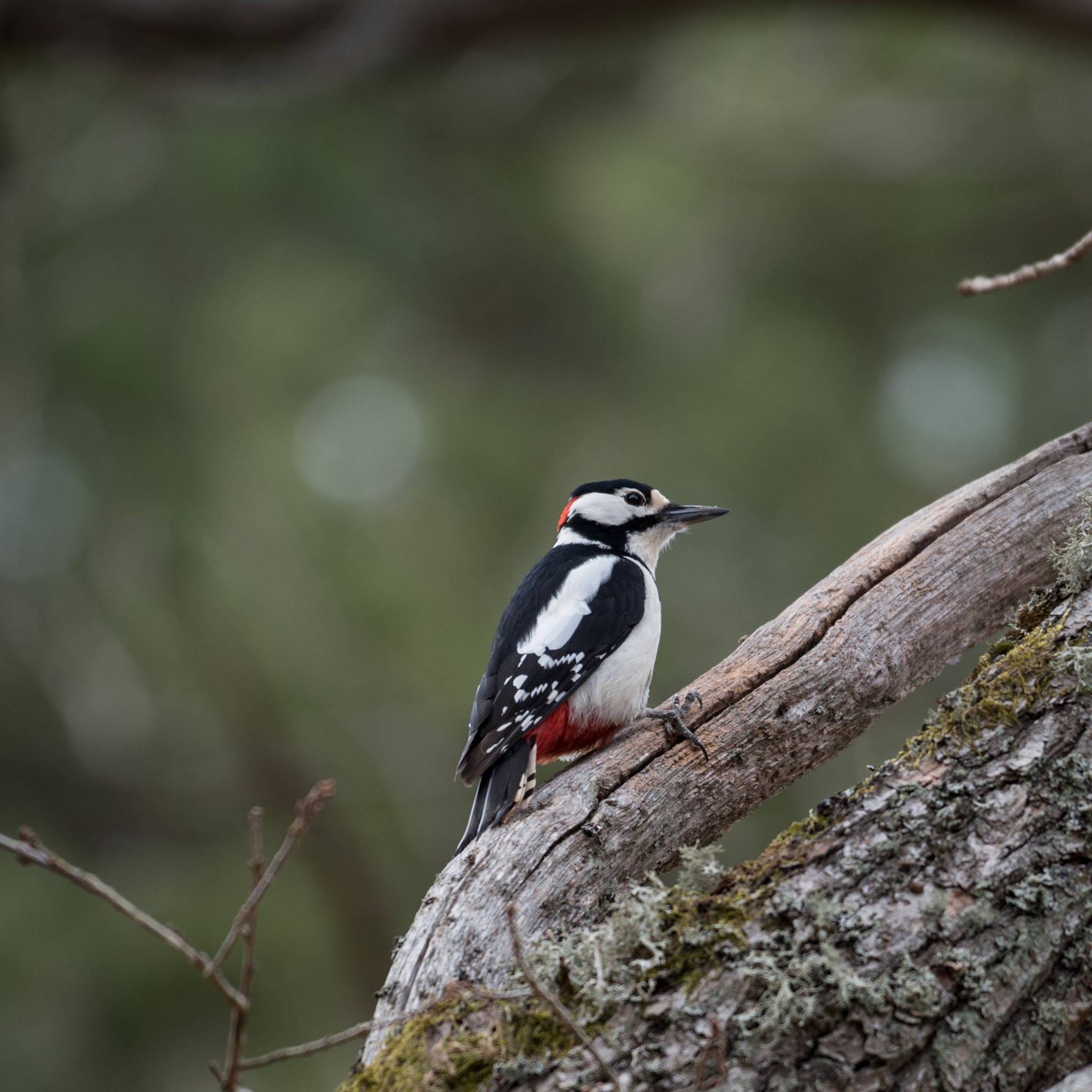 Nikon D750 sample photo. Small woodpecker photography