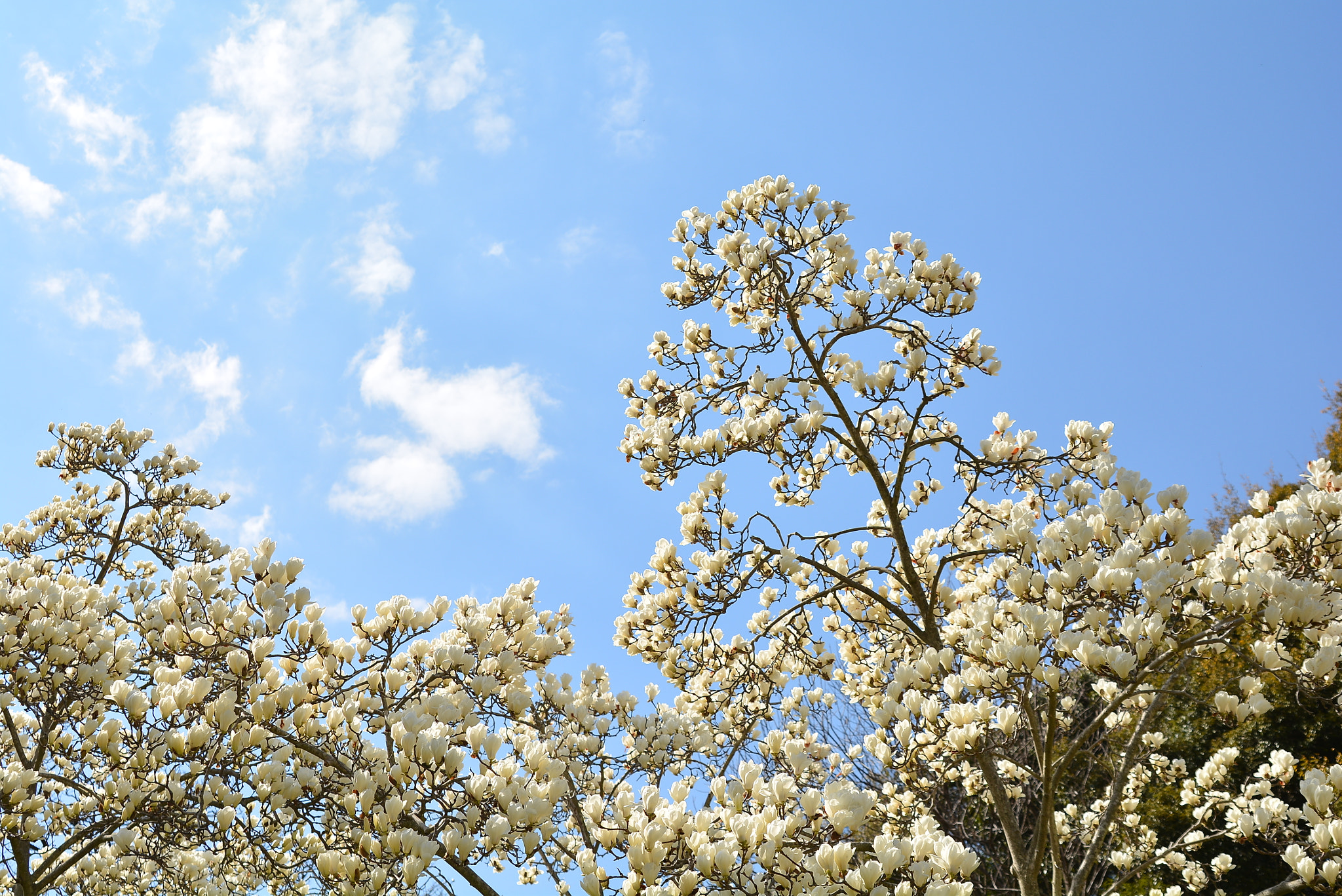 Nikon D7100 sample photo. Magnolia photography