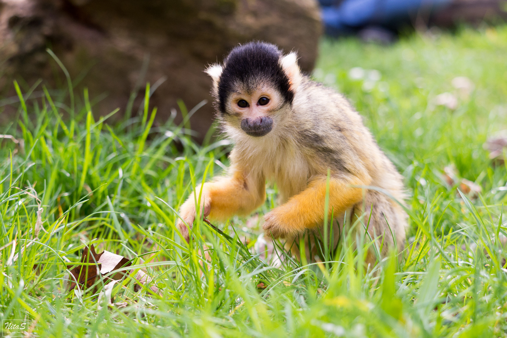 Olympus OM-D E-M1 Mark II + Olympus M.Zuiko Digital ED 40-150mm F2.8 Pro sample photo. Monkey photography