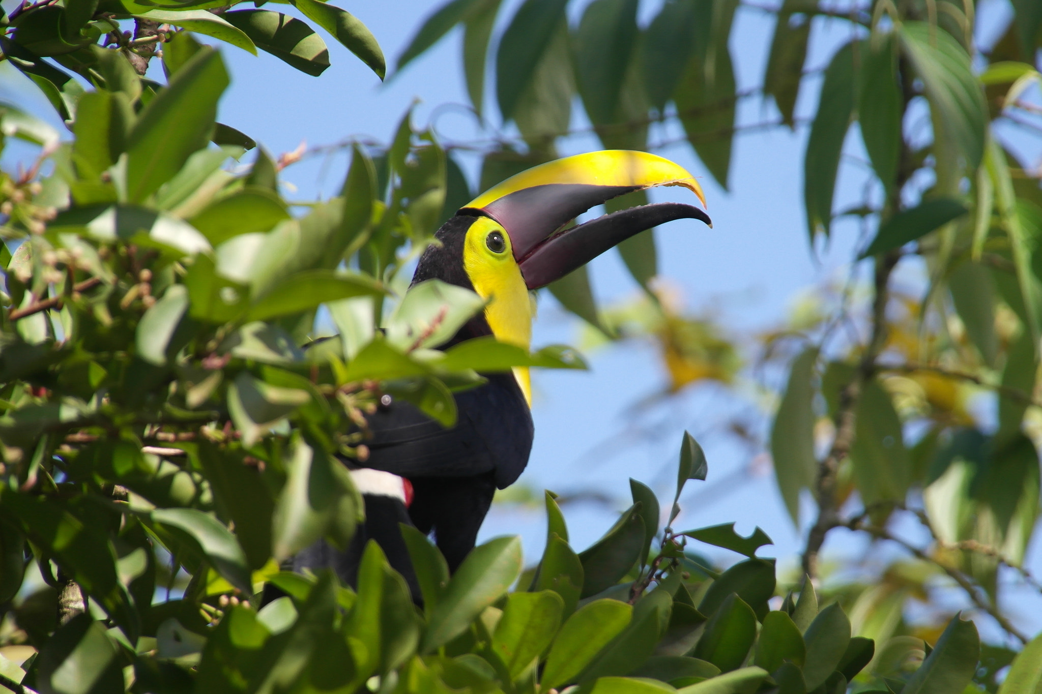 Samsung NX200 sample photo. Yellow-throated toucan eating berries photography