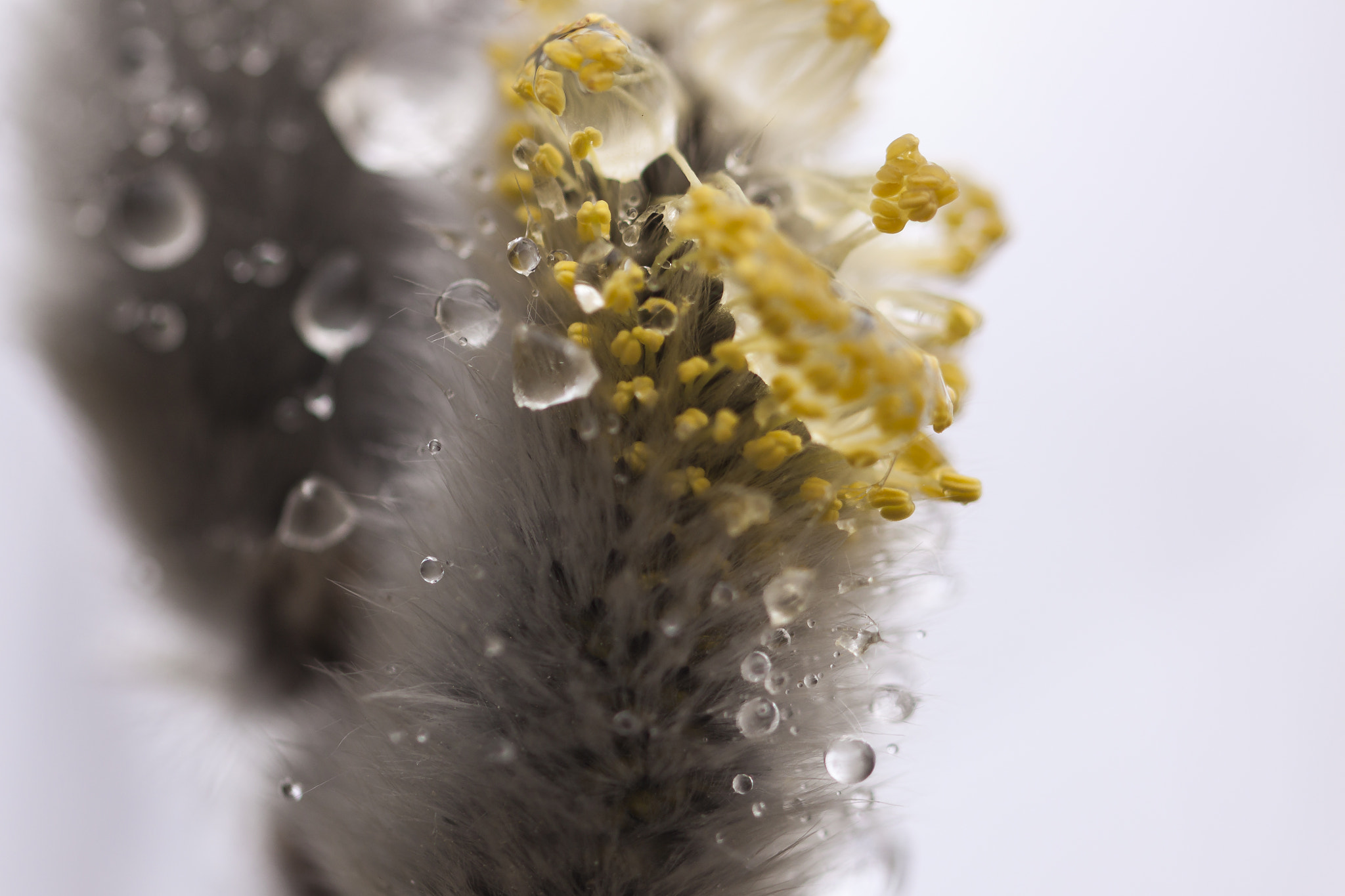 Canon EF 100mm F2.8L Macro IS USM sample photo. Spring photography