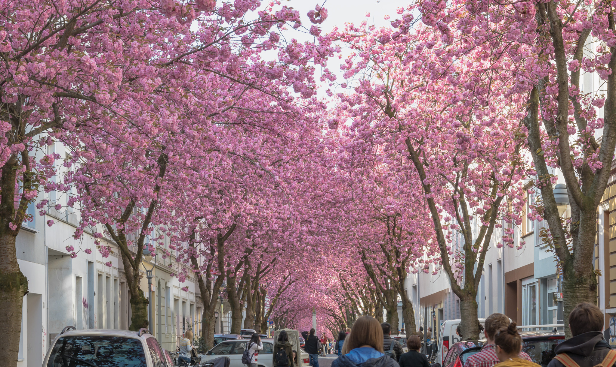 Nikon D7100 sample photo. Kirschblütenmeile bonn 2017﻿ photography