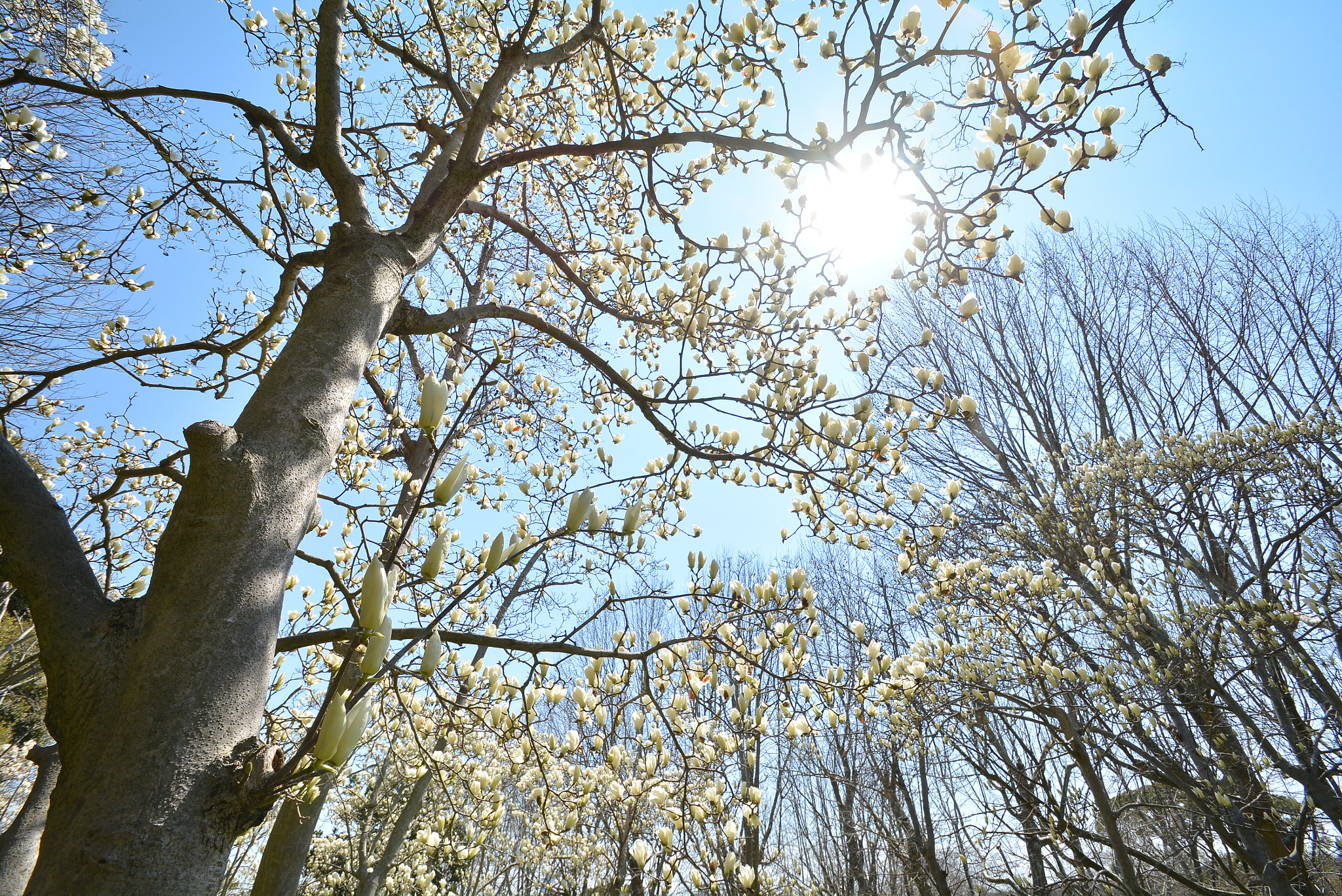 Nikon D7100 sample photo. Magnolia photography