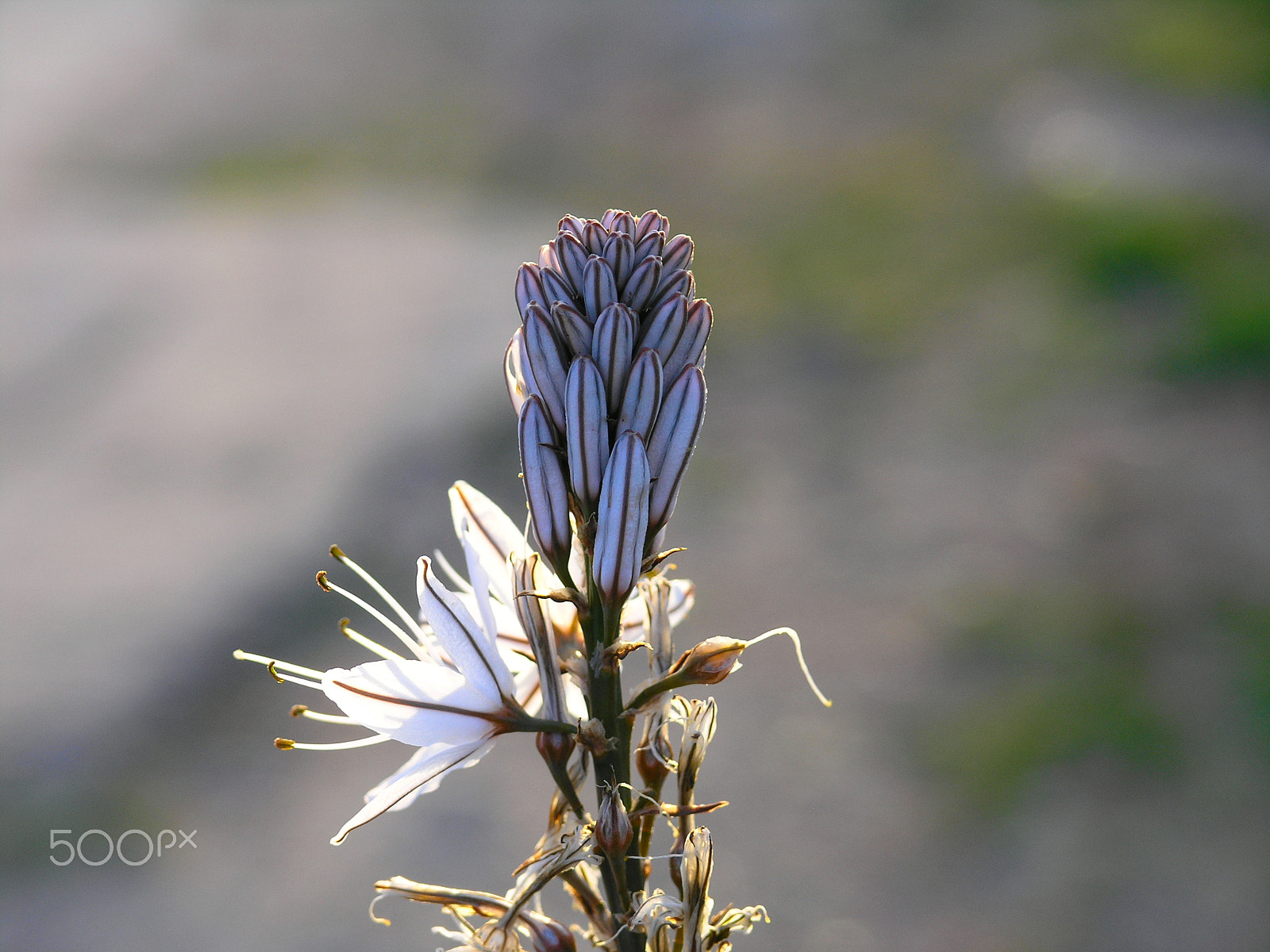 Olympus C8080WZ sample photo. Asphodelus in punta molara photography