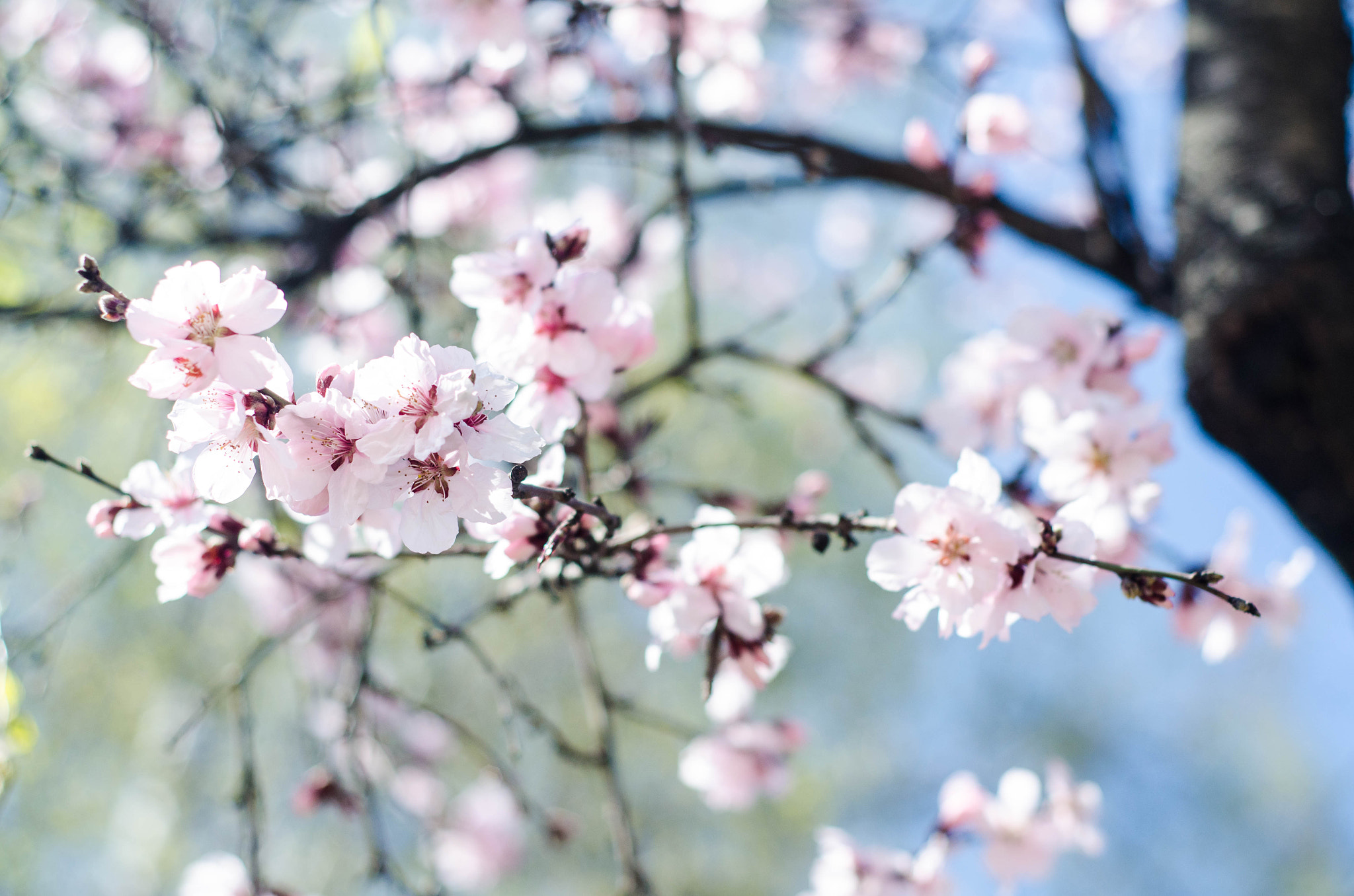 Nikon AF Nikkor 50mm F1.8D sample photo. The season to blossom photography