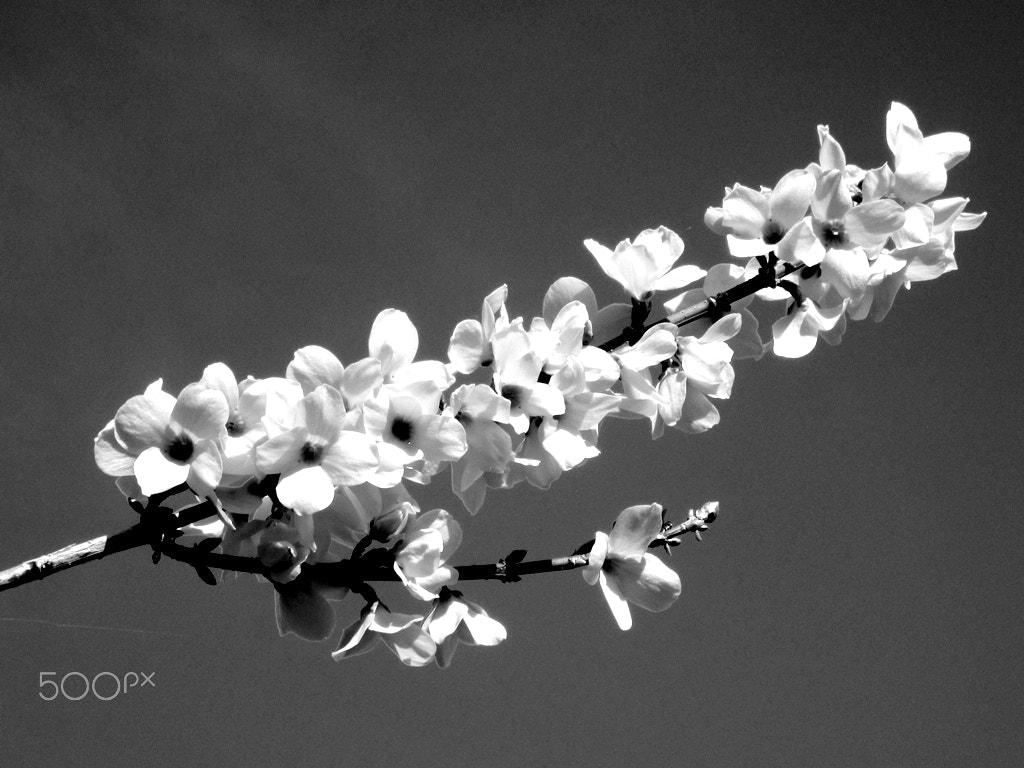 Canon PowerShot A810 sample photo. Bw photography