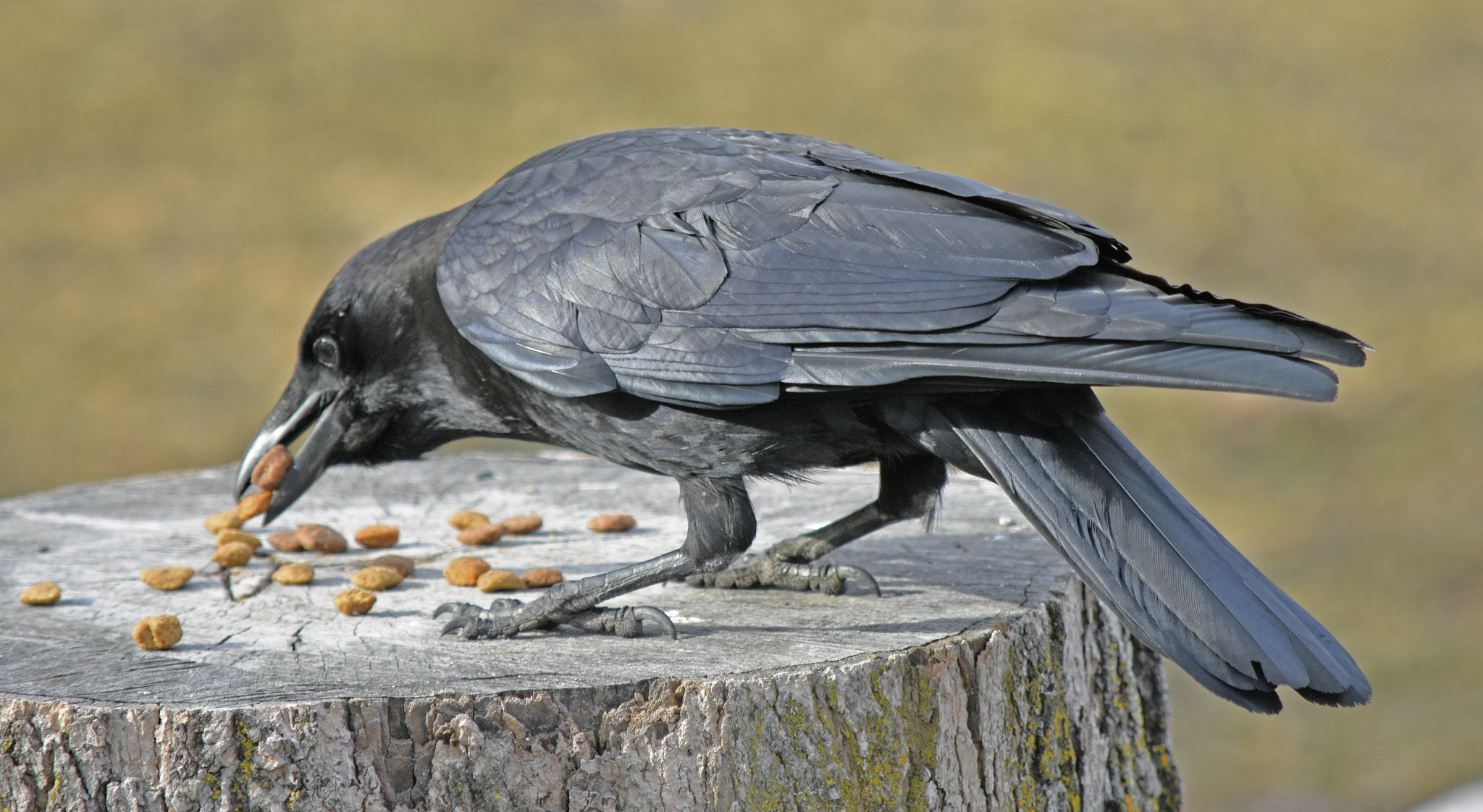 Nikon D7200 sample photo. Breakfast guest photography
