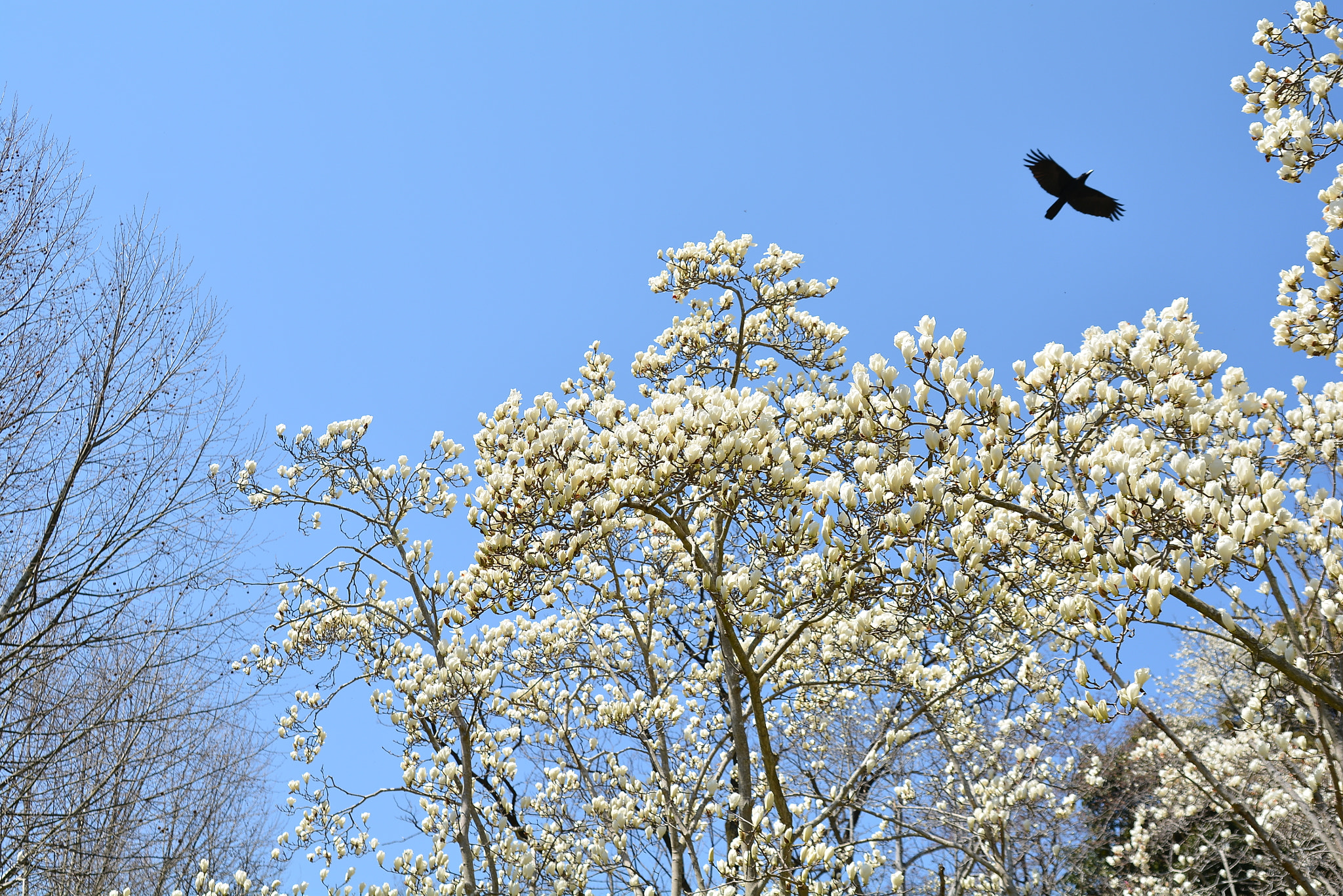 Nikon D7100 sample photo. Magnolia photography