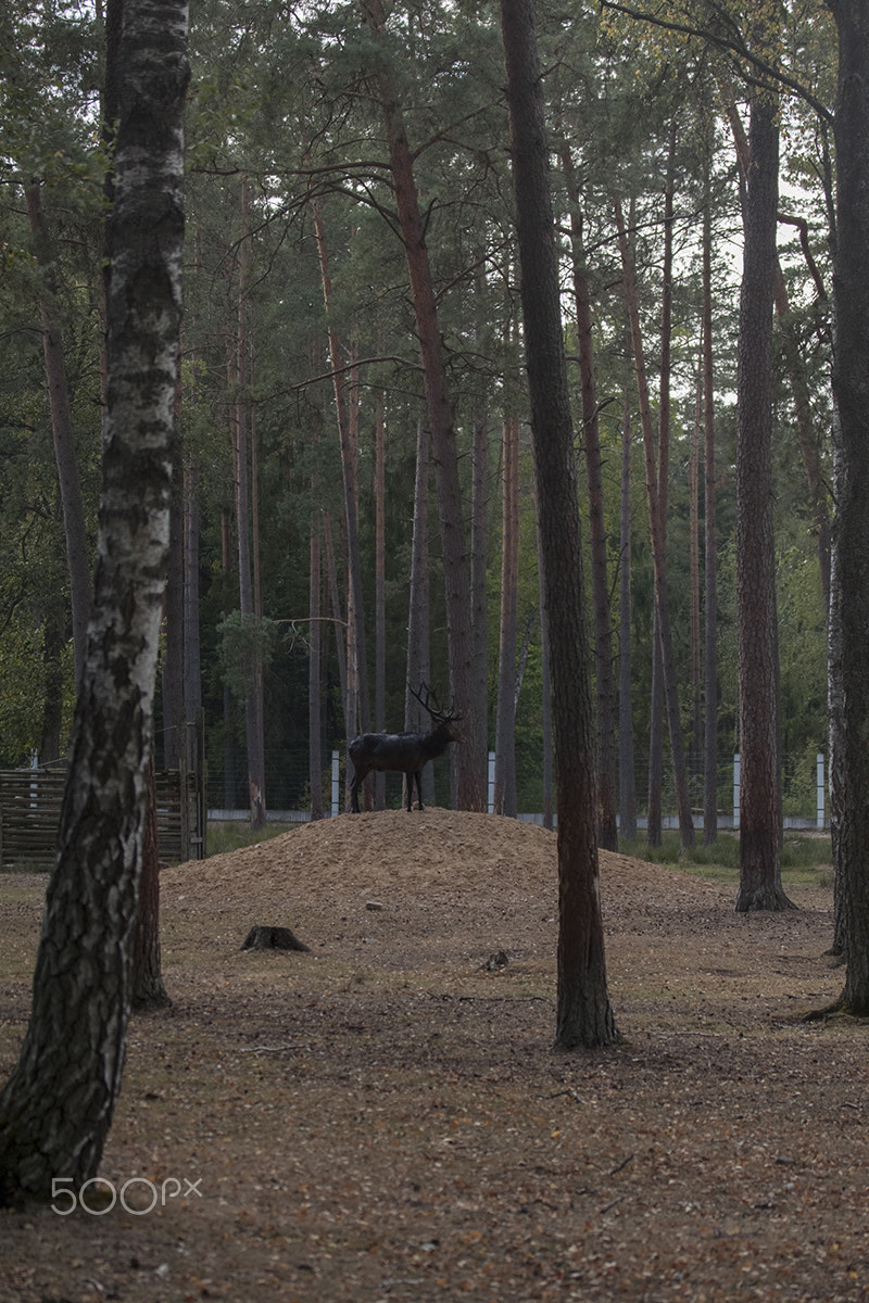 Canon EF-S 60mm F2.8 Macro USM sample photo. Bialowieza forest photography