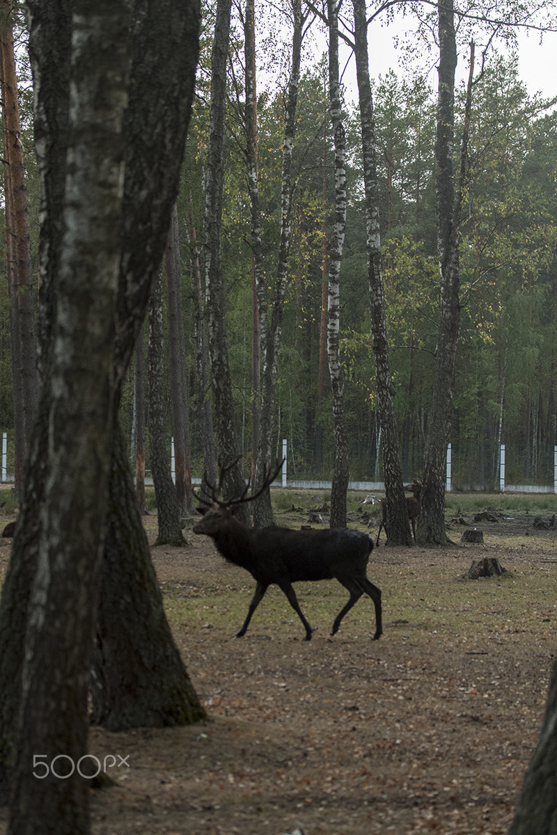 Canon EF-S 60mm F2.8 Macro USM sample photo. Bialowieza forest photography