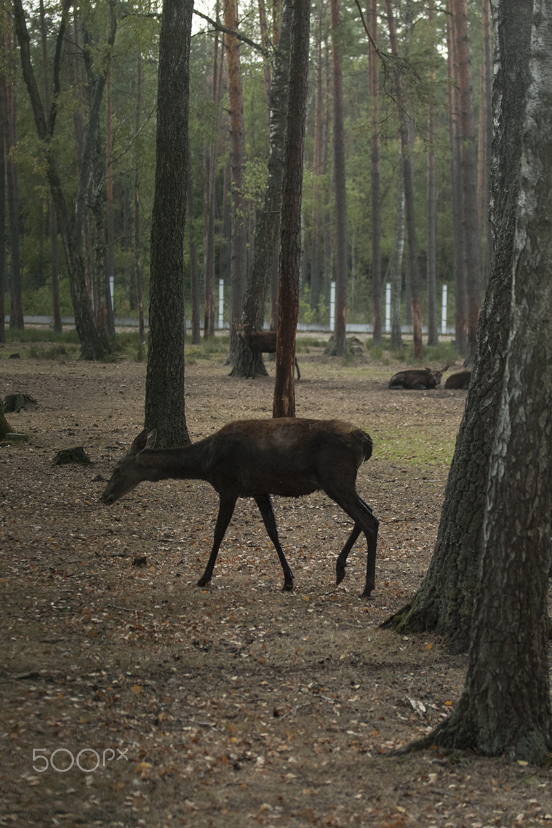 Canon EF-S 60mm F2.8 Macro USM sample photo. Bialowieza forest photography